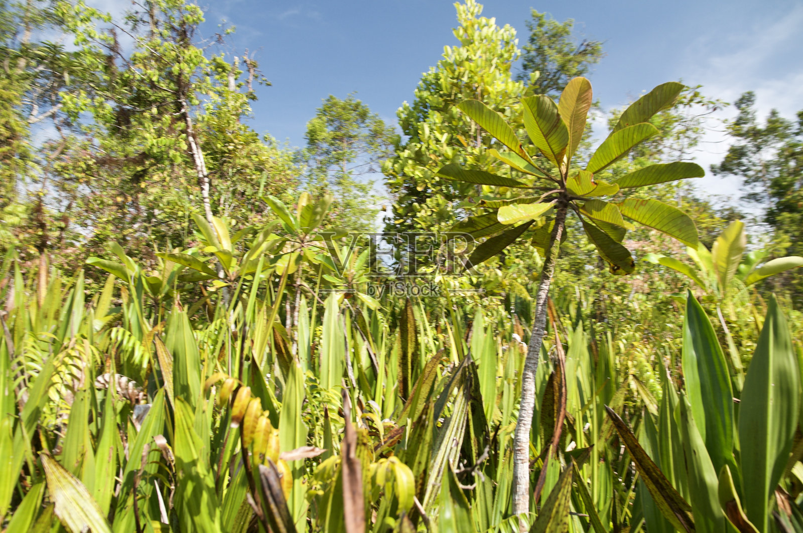 泥炭沼泽的矮树丛照片摄影图片