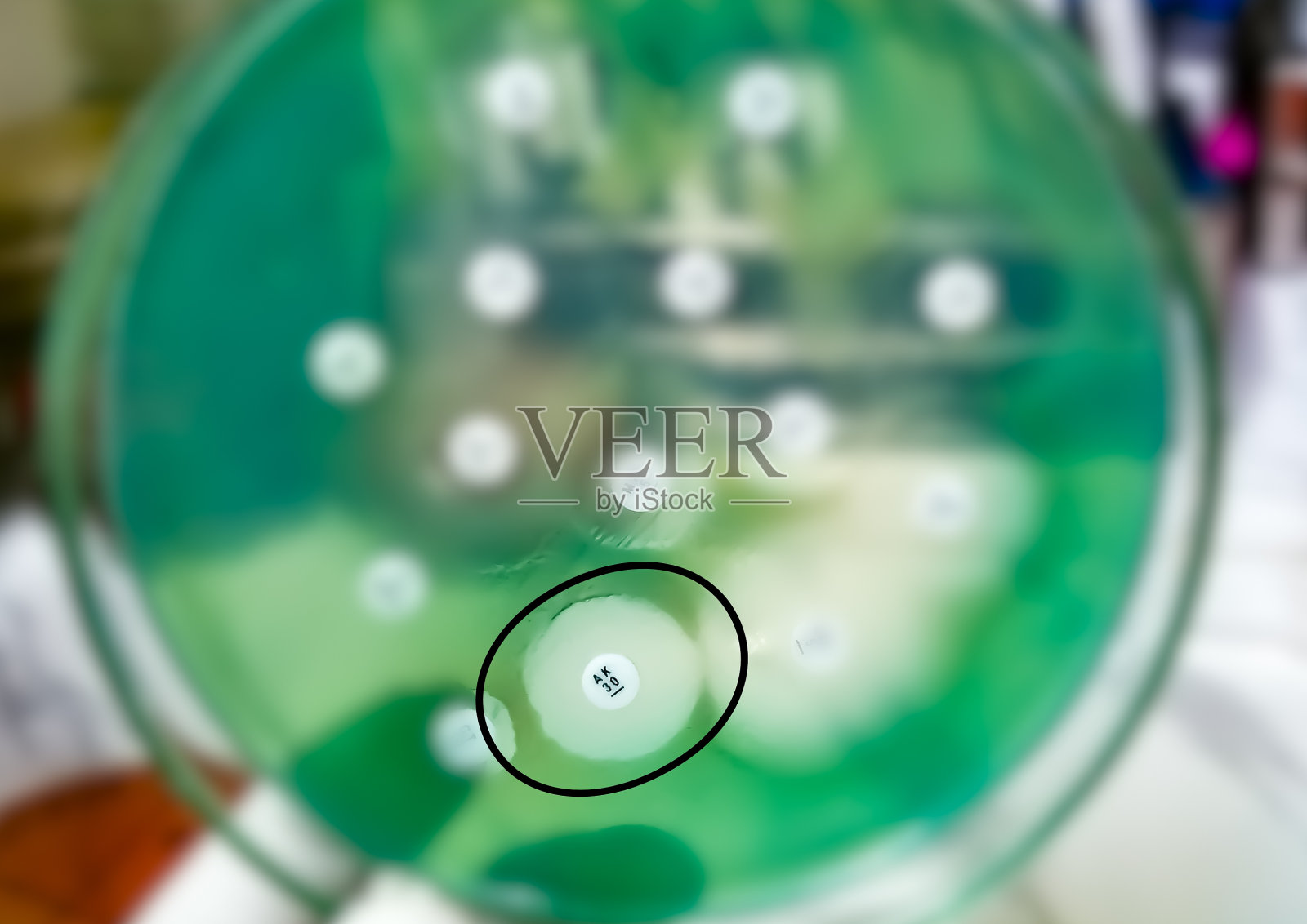 抗生素耐药性测试。选择性聚焦显示阿米卡星抗生素对菌落的抑制带。照片摄影图片