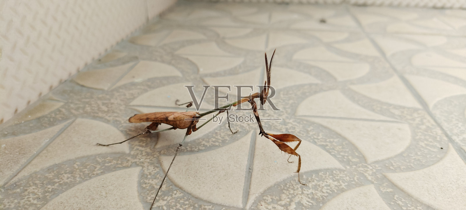 宗教螳螂的舞蹈风格-欧洲螳螂是一种大型半代谢昆虫照片摄影图片