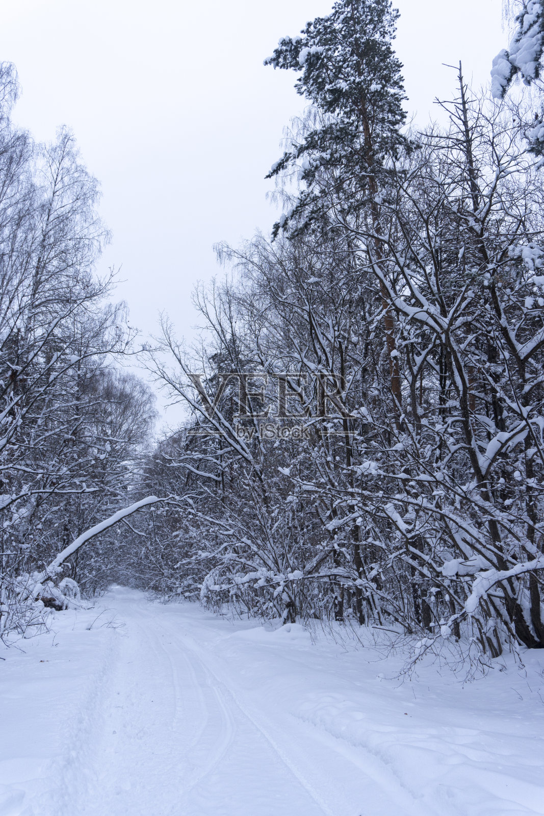 照片中的森林在冬天的雪照片摄影图片
