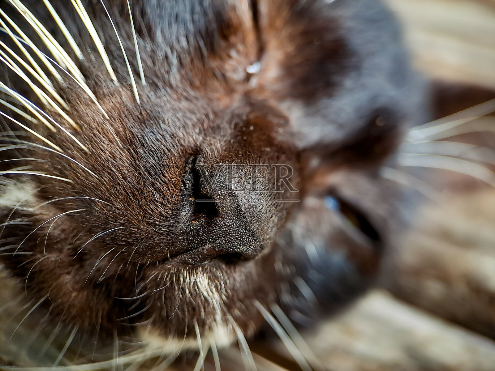 宏观上，一只黑白相间的猫在房子的露台上放松，猫毛的质地柔软而美丽。照片摄影图片