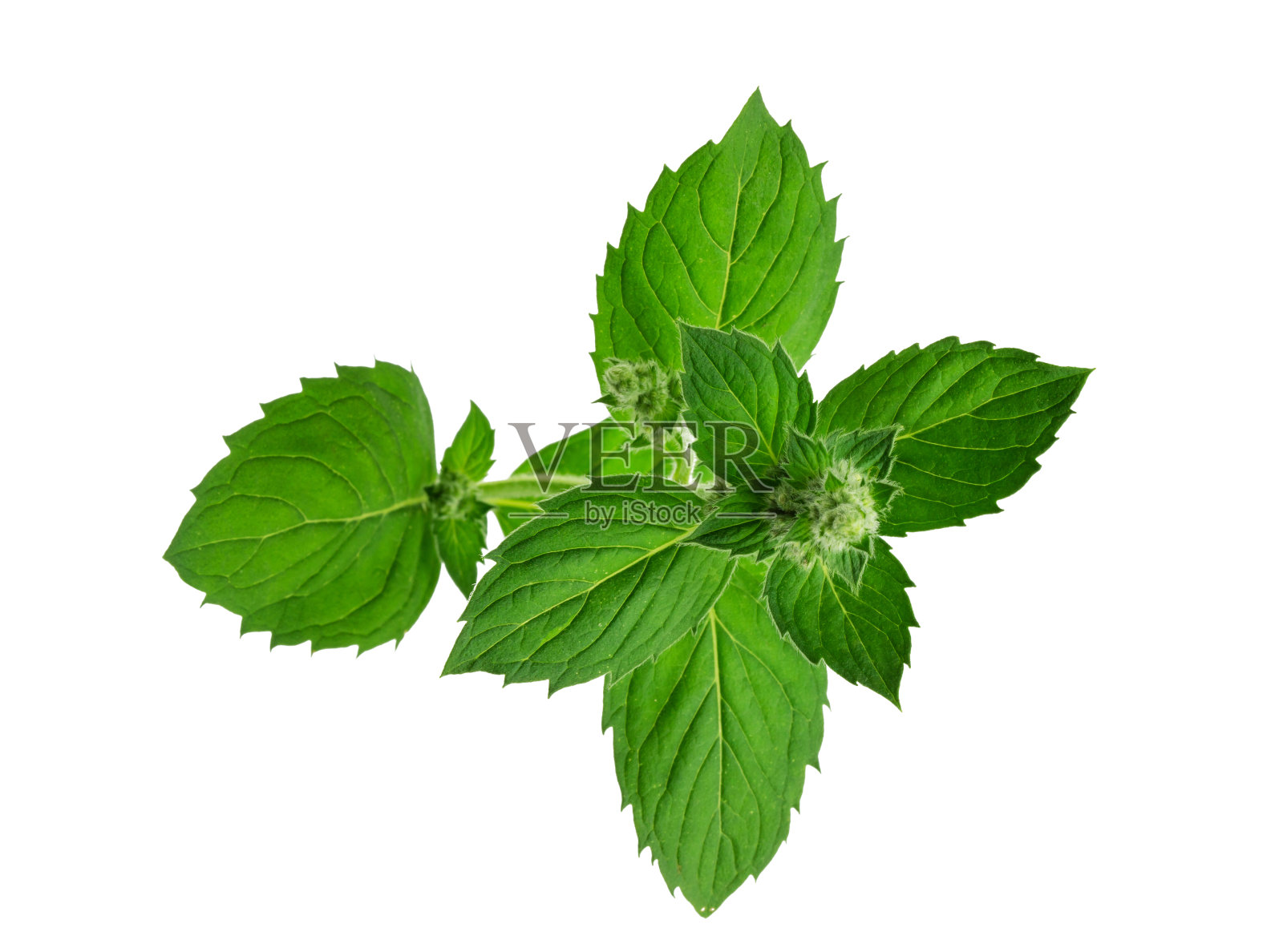 离体的新鲜薄荷枝，有花序和叶子照片摄影图片