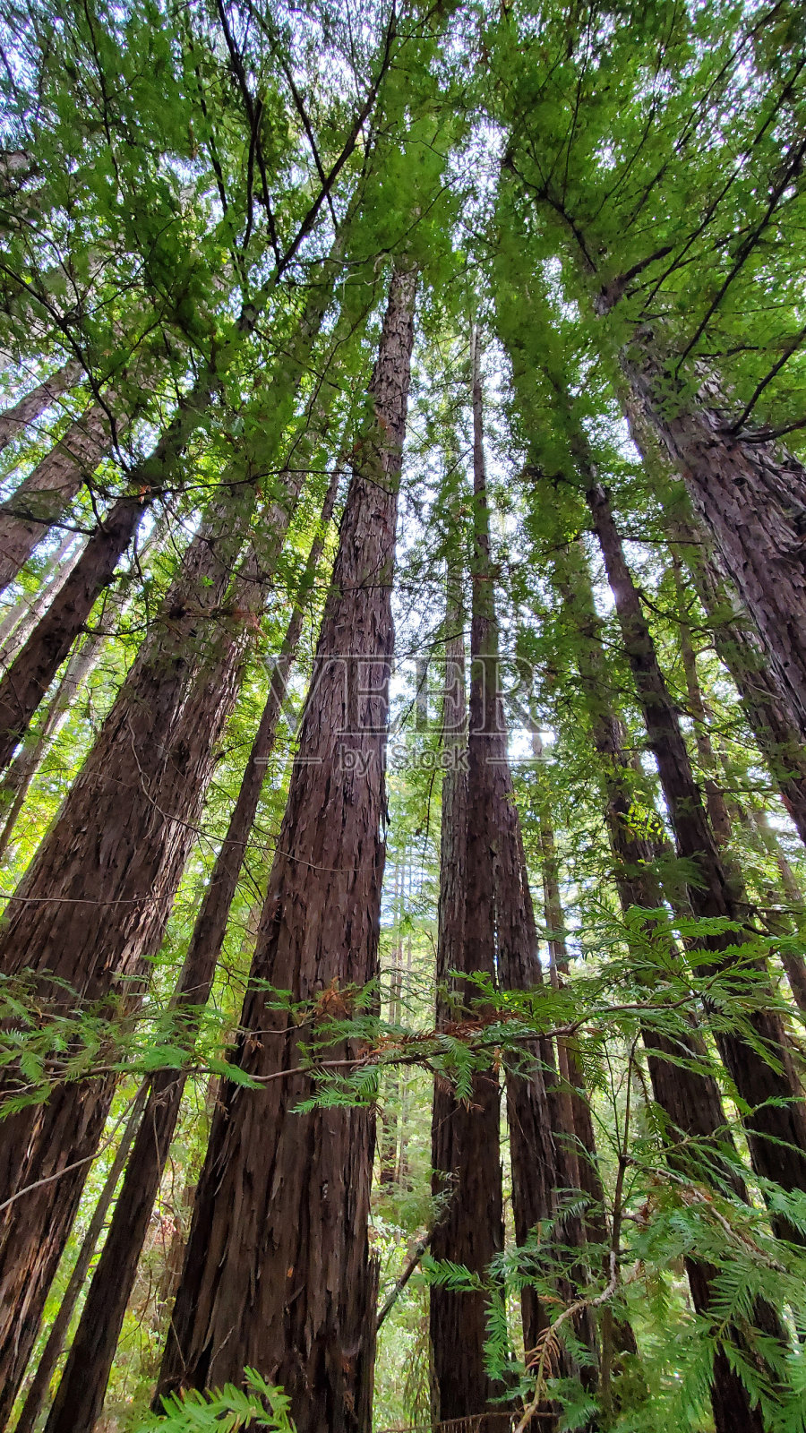 山上的树照片摄影图片