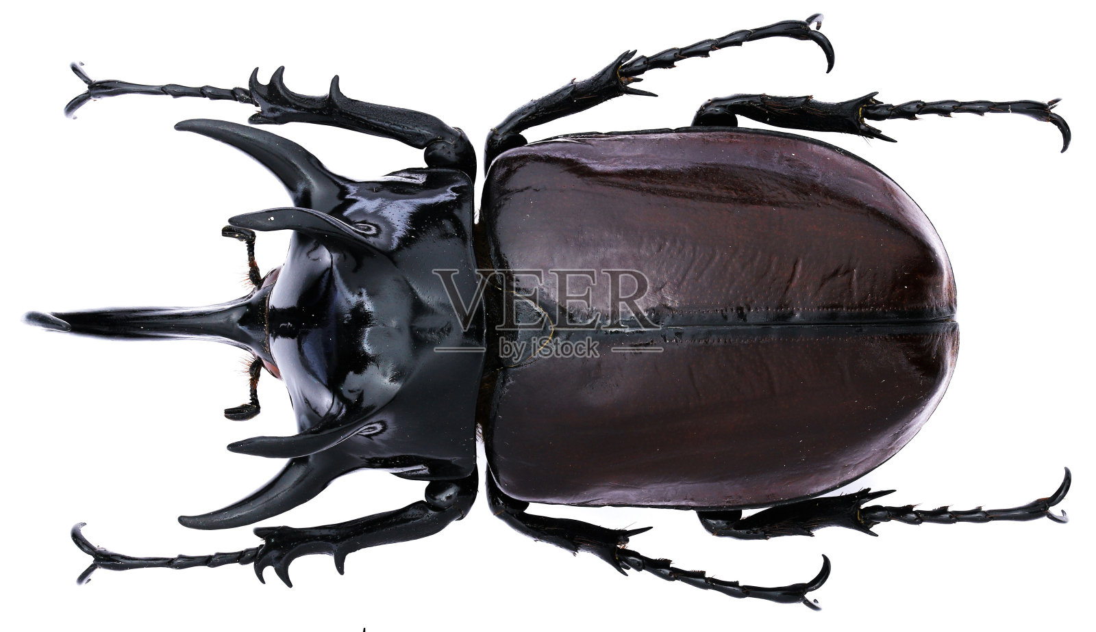 一只犀牛甲虫的昆虫标本:细角甲，1908年照片摄影图片