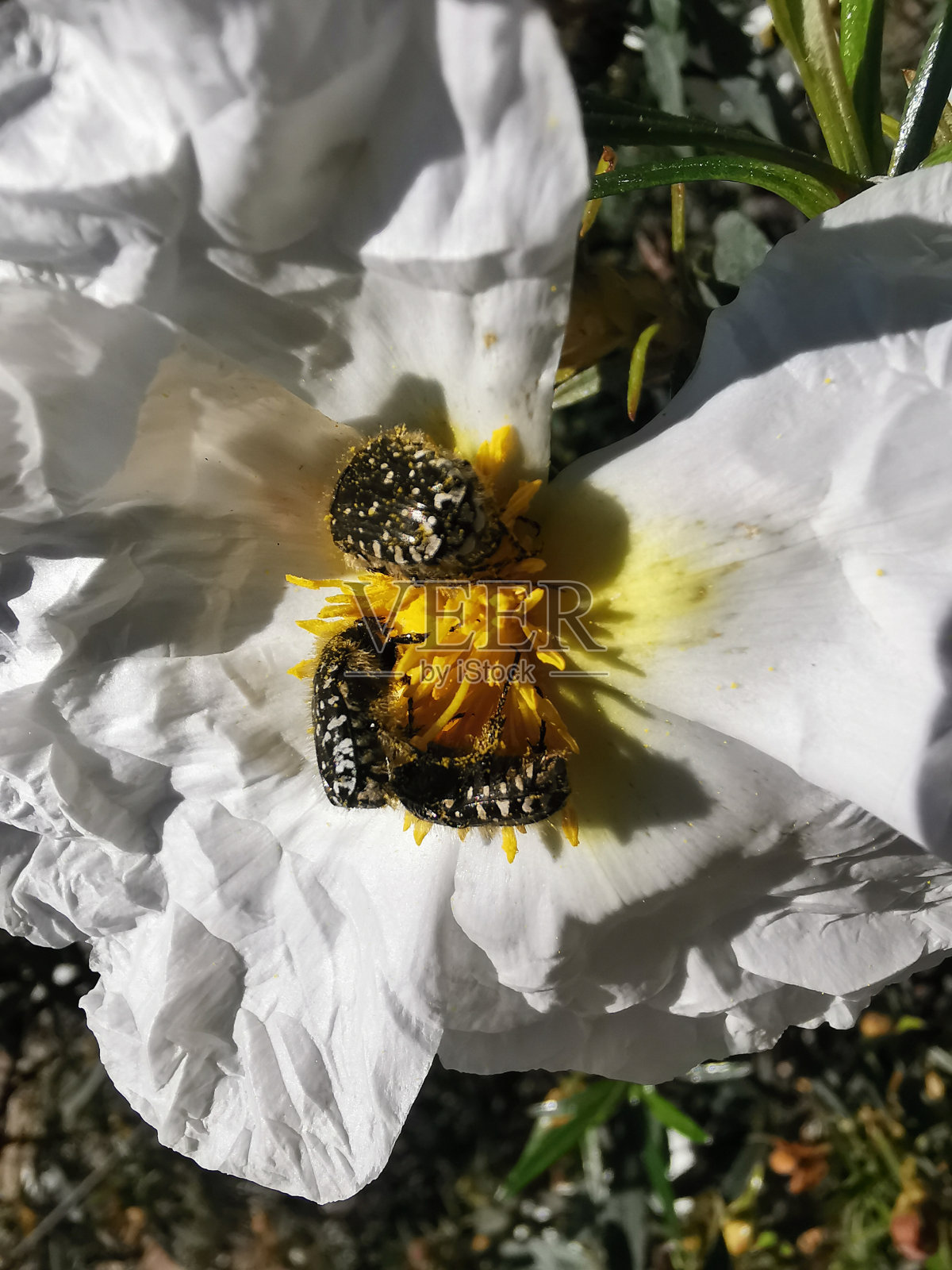 (Primula Vulgaris)植物，花白色，中心黄色，有昆虫照片摄影图片