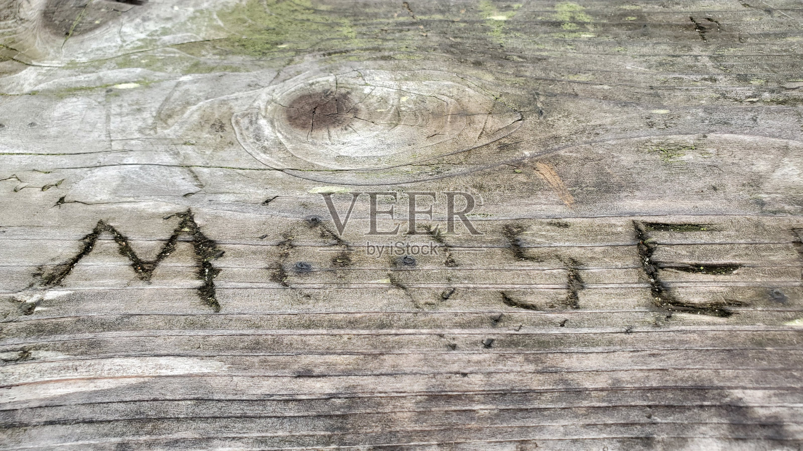 麋鹿的信件照片摄影图片