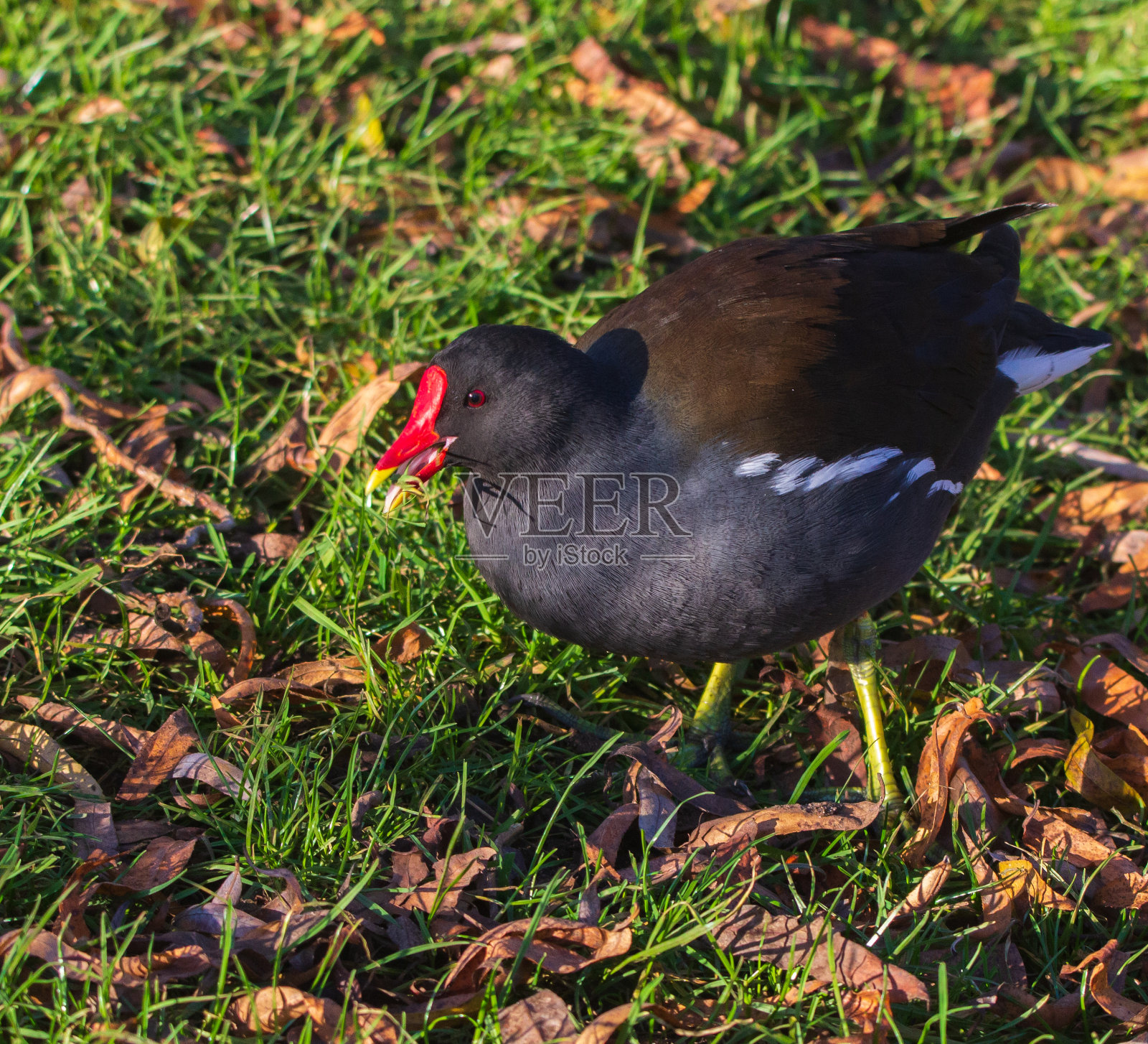 常见的黑水鸡照片摄影图片
