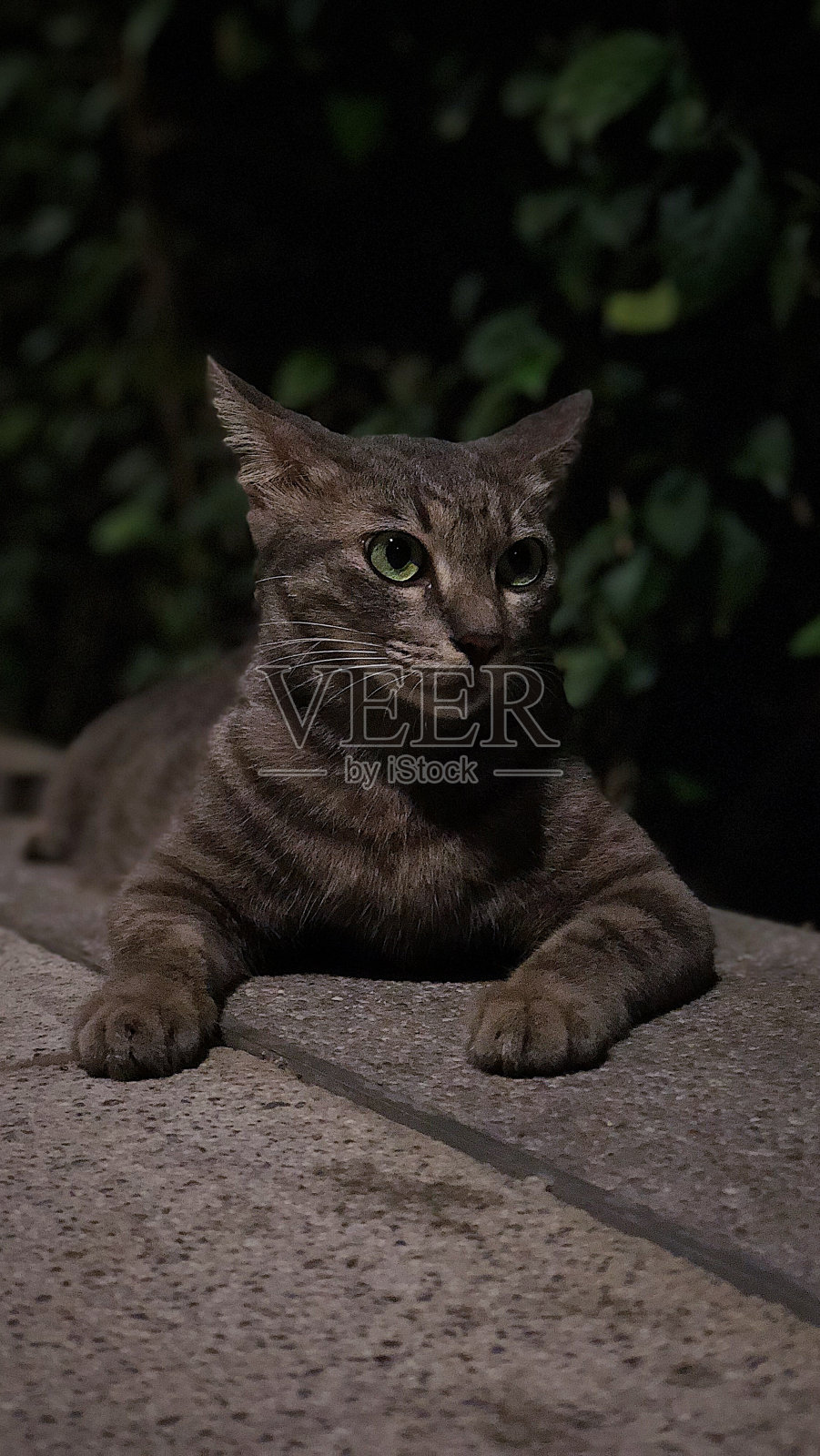 101年摄影照片摄影图片