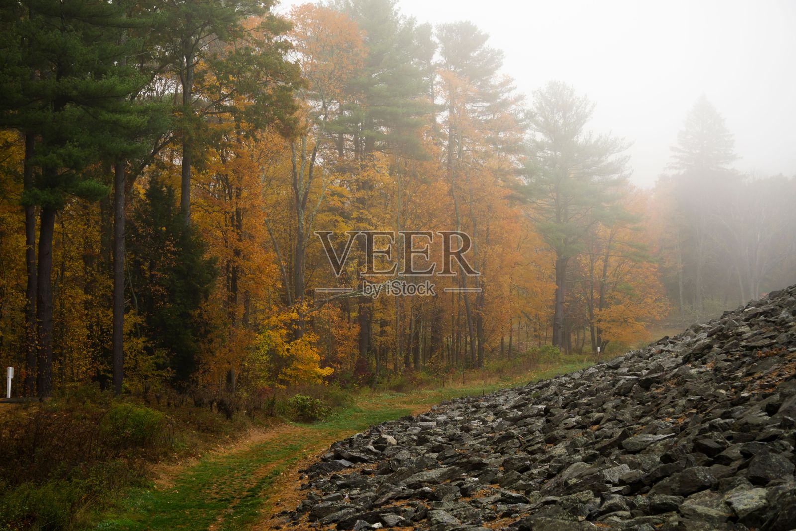 一个雾蒙蒙的秋天，森林的风景照片摄影图片