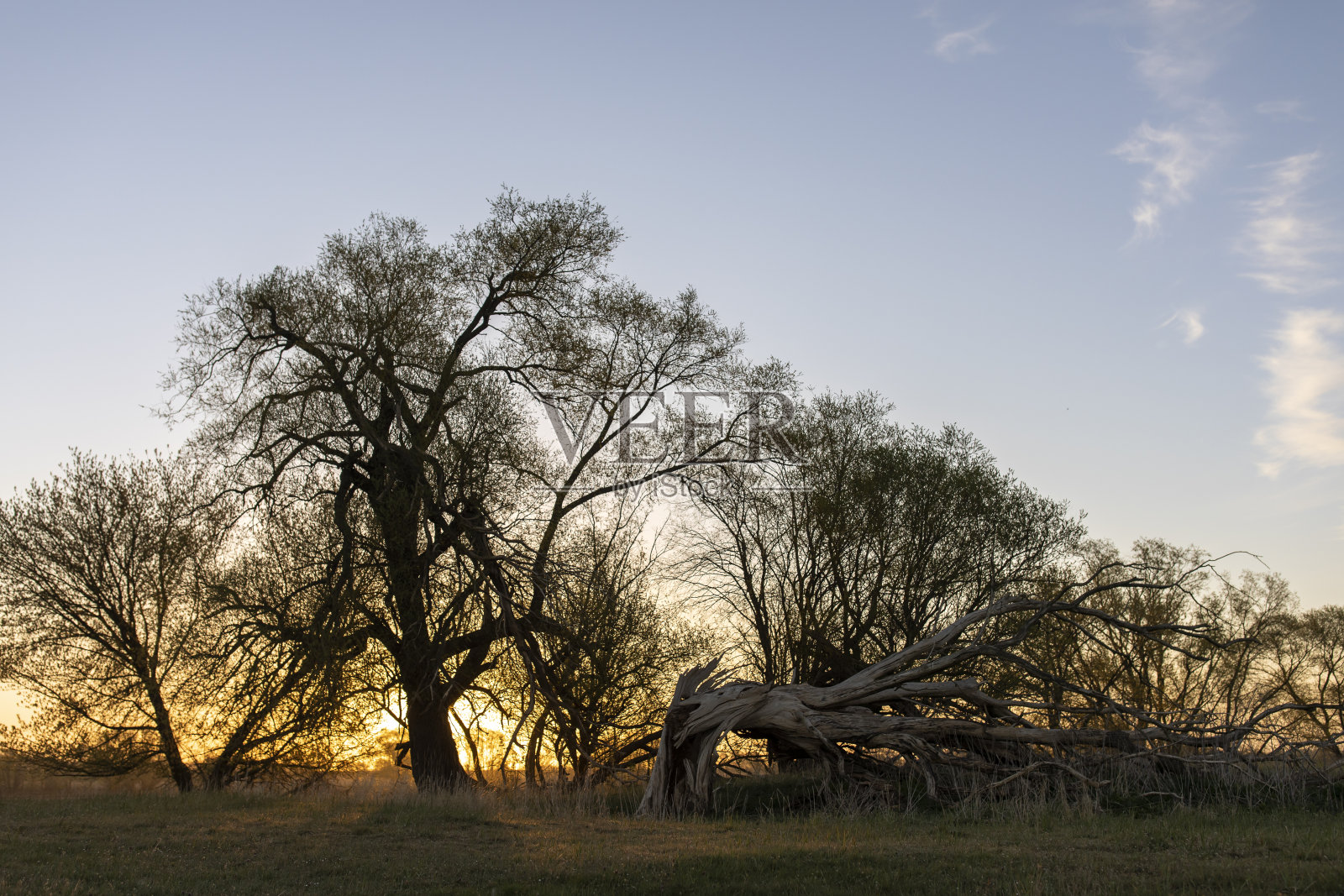 夕阳西下，田野里光秃秃的枯树映衬着天空照片摄影图片