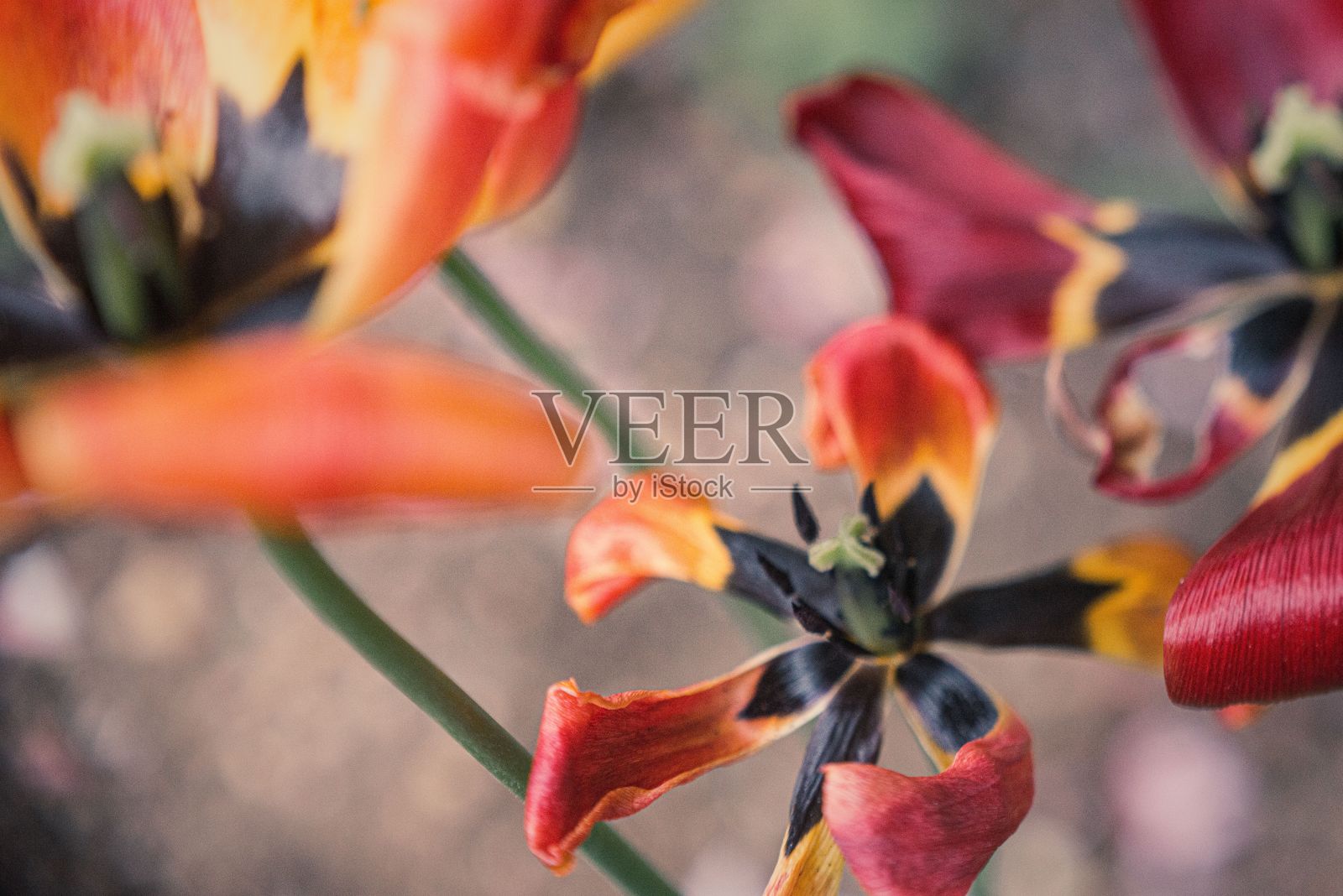 微距镜头，五彩缤纷的花园郁金香花瓣枯萎照片摄影图片