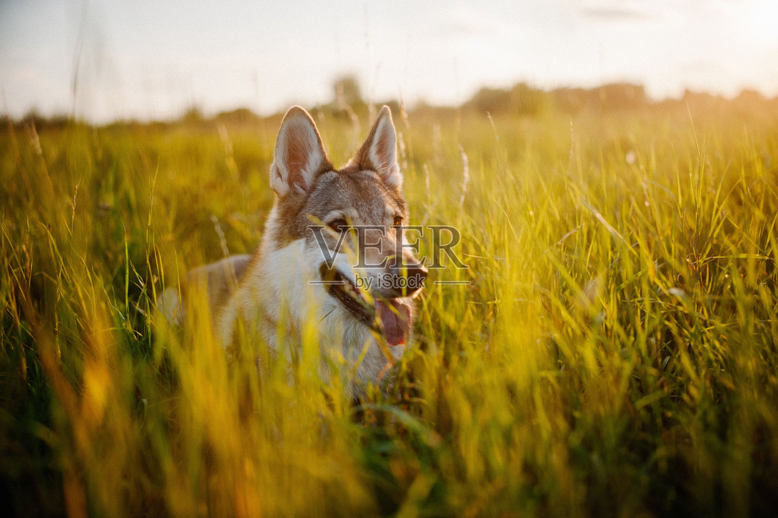 金色的灯光下，可爱的狼狗躺在草地上照片摄影图片