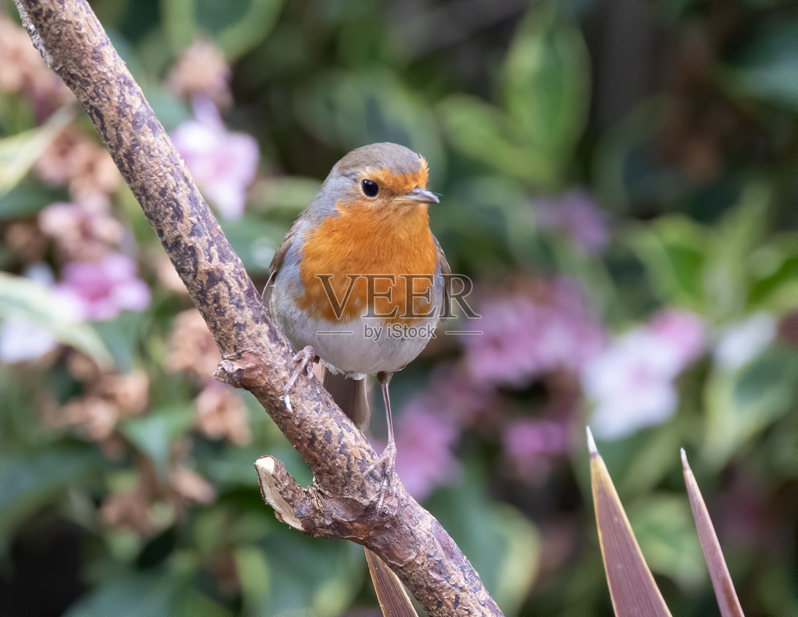 选择性聚焦拍摄一只栖息在木树枝上的橙知更鸟照片摄影图片