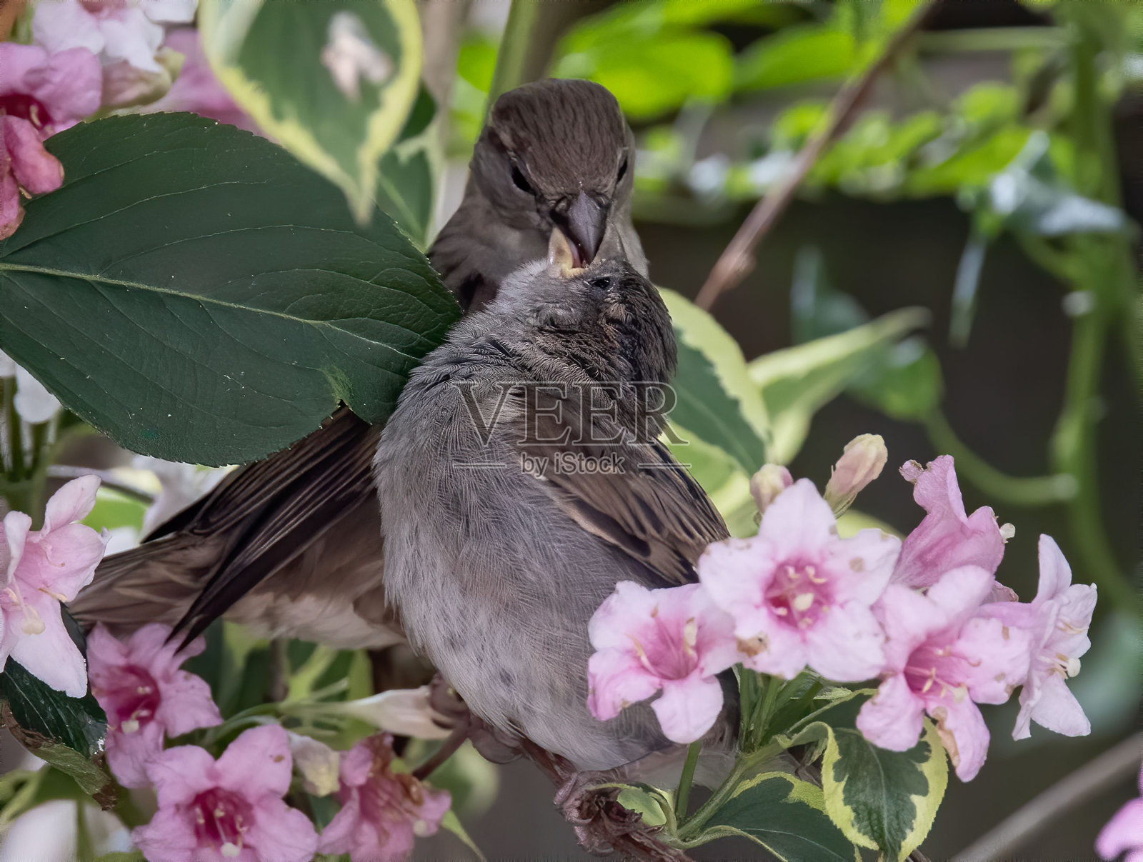 微距镜头，两只家麻雀(Passer domesticus)似乎在Weigela花上接吻照片摄影图片