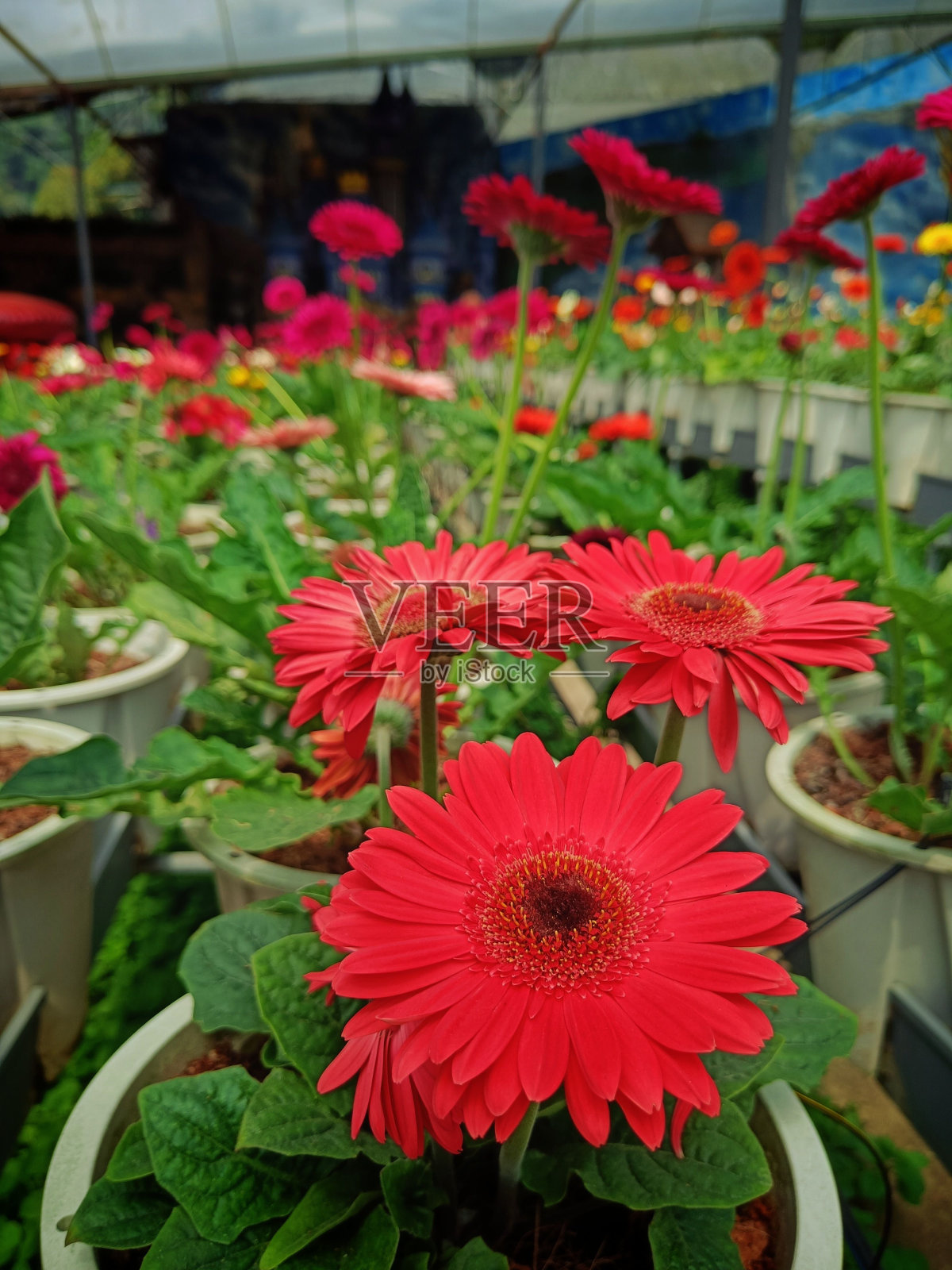 非洲菊的特写在一个花盆在温室与各种鲜花照片摄影图片