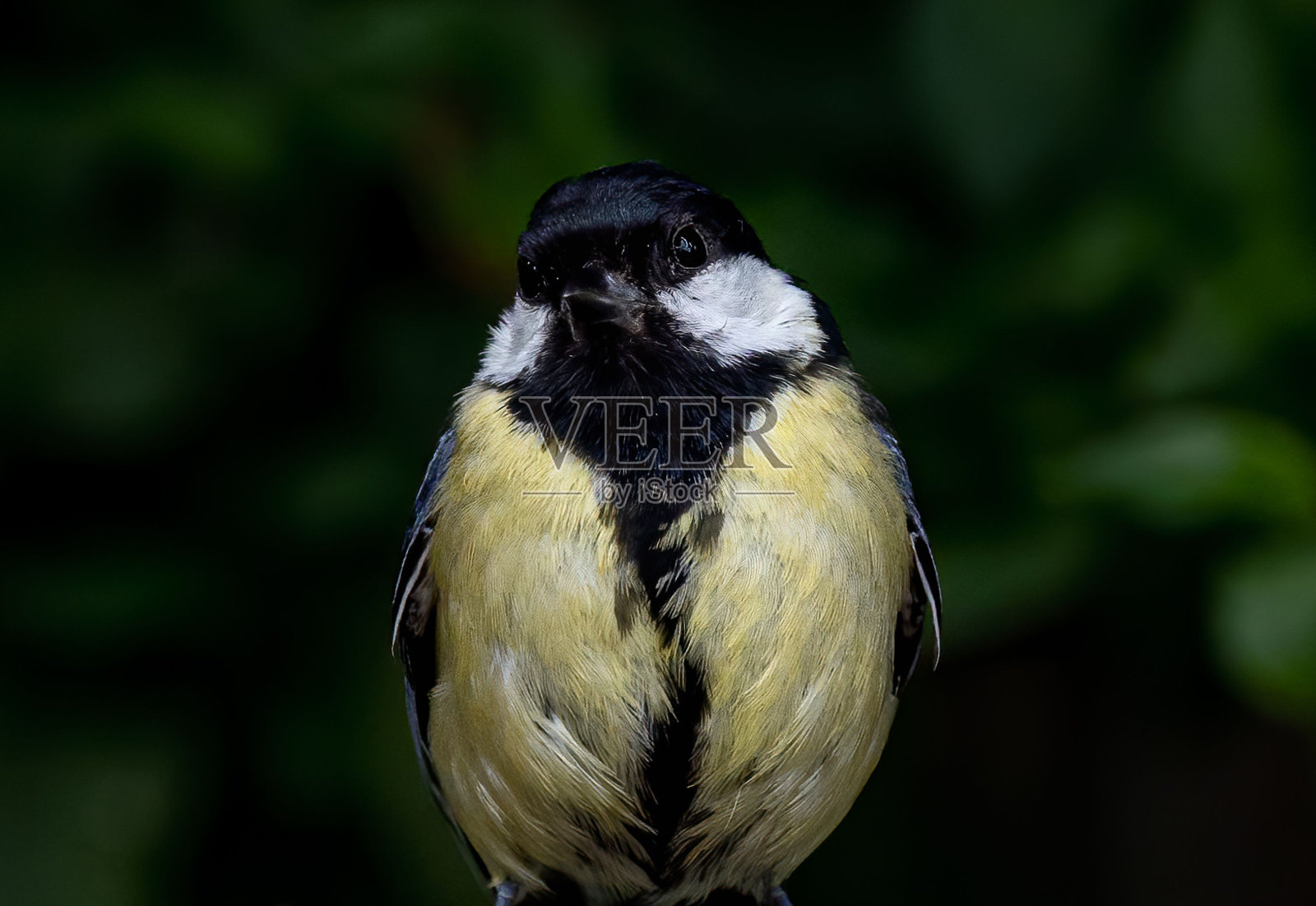大山雀目雀形目鸟(Parus major)微距照片照片摄影图片