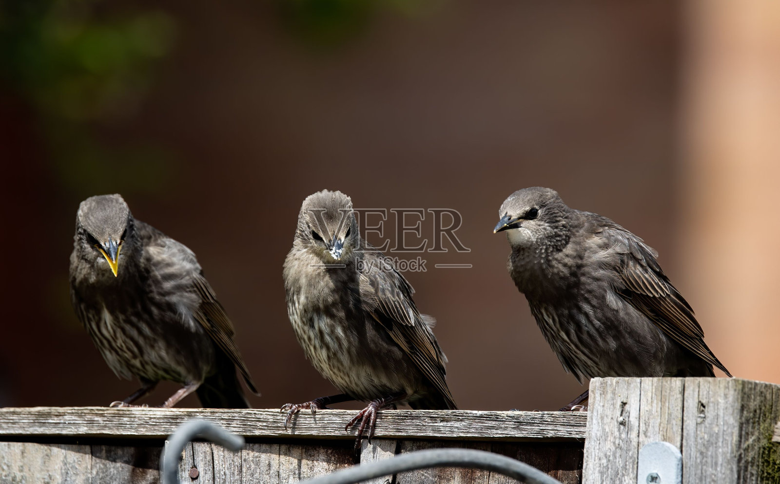 三个常见的欧椋鸟站在木屏障上的特写镜头。照片摄影图片