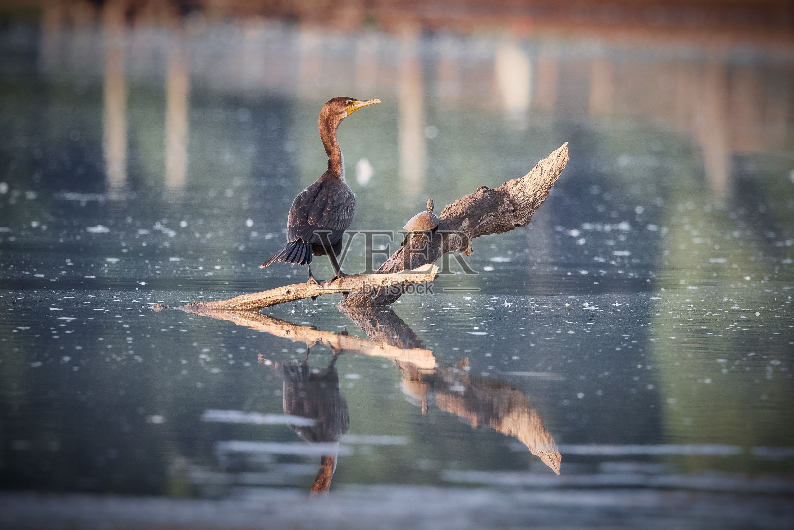 一只灰色的苍鹭栖息在池塘里的断枝上照片摄影图片