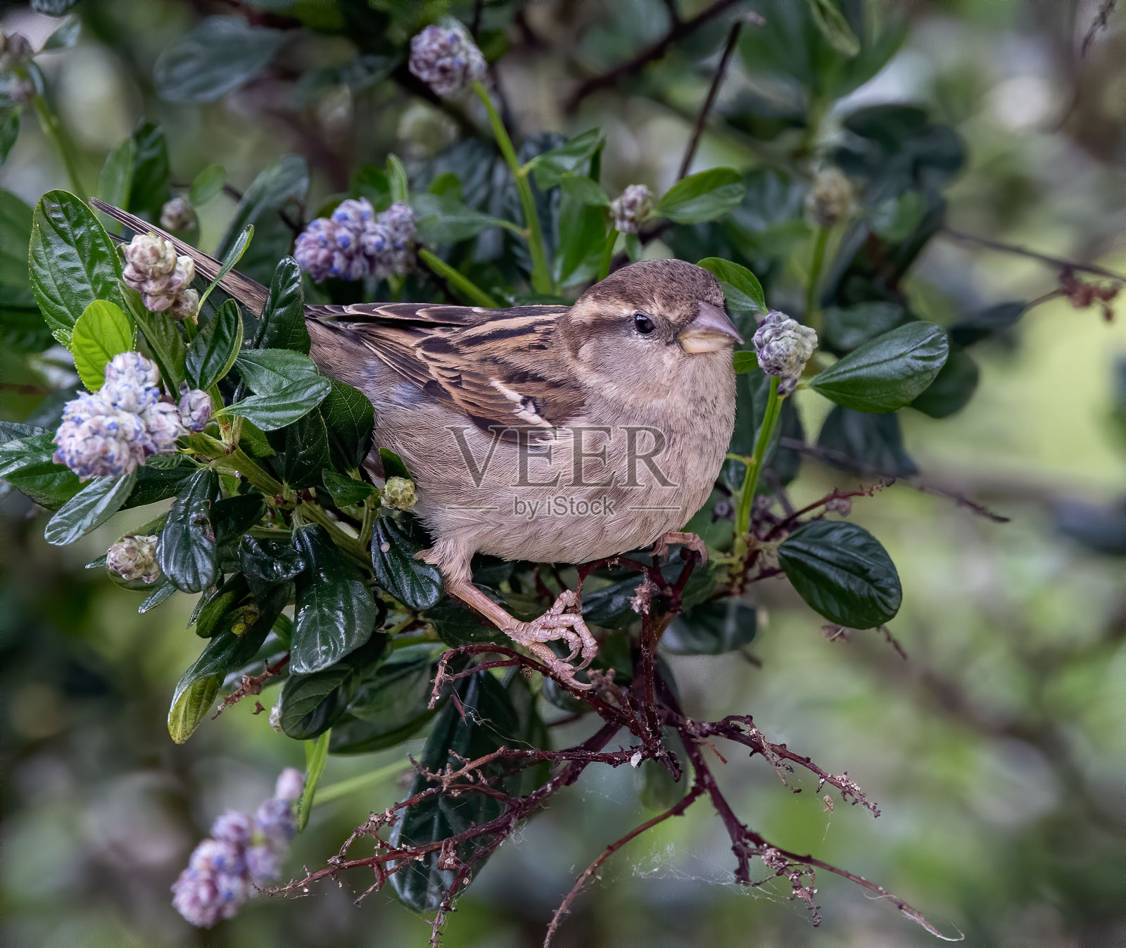 一只普通麻雀站在树枝上的特写镜头。照片摄影图片