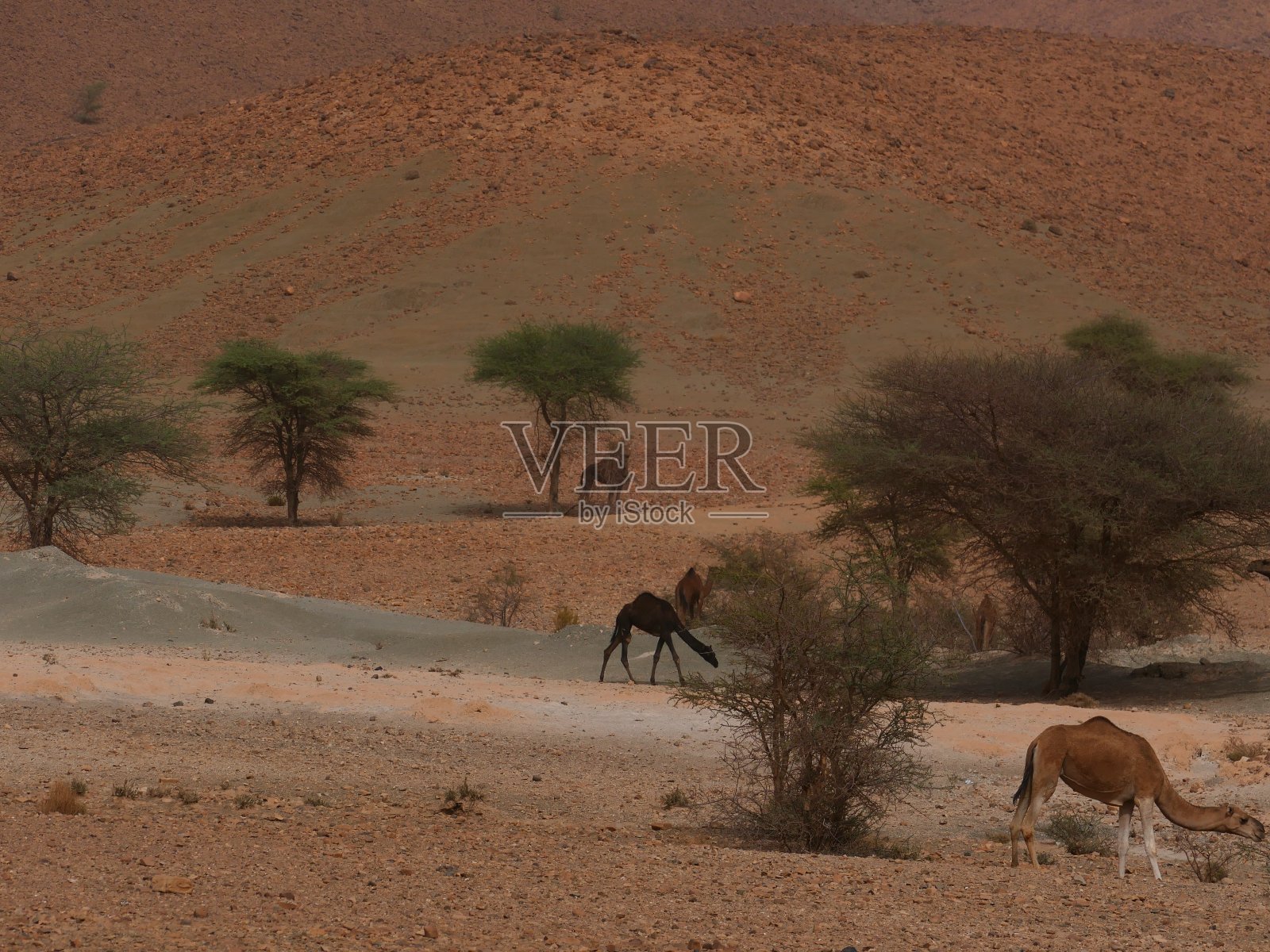 骆驼在沙漠景观，周围的塔塔，摩洛哥照片摄影图片