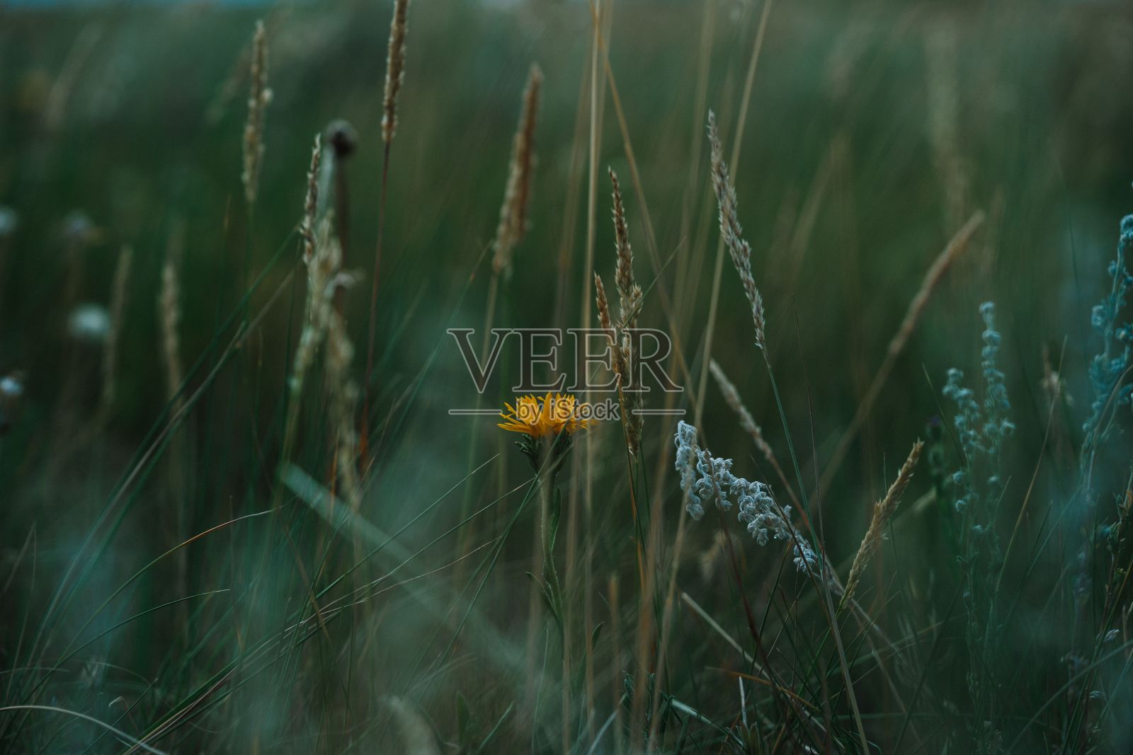 乡村的自然景观，傍晚的草地上，黄色的蒲公英花照片摄影图片