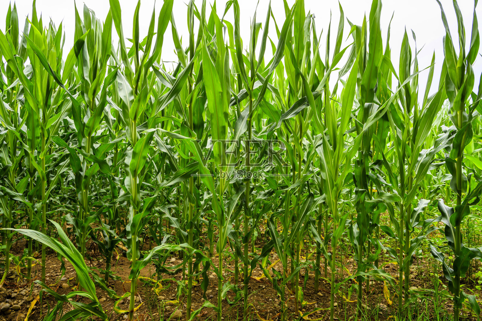 还是年轻的玉米穗照片摄影图片