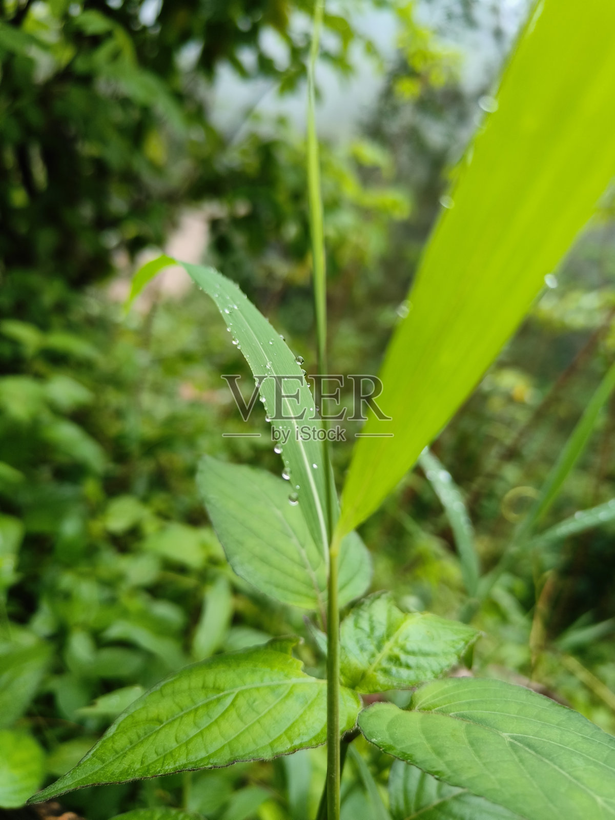 植物照片摄影图片
