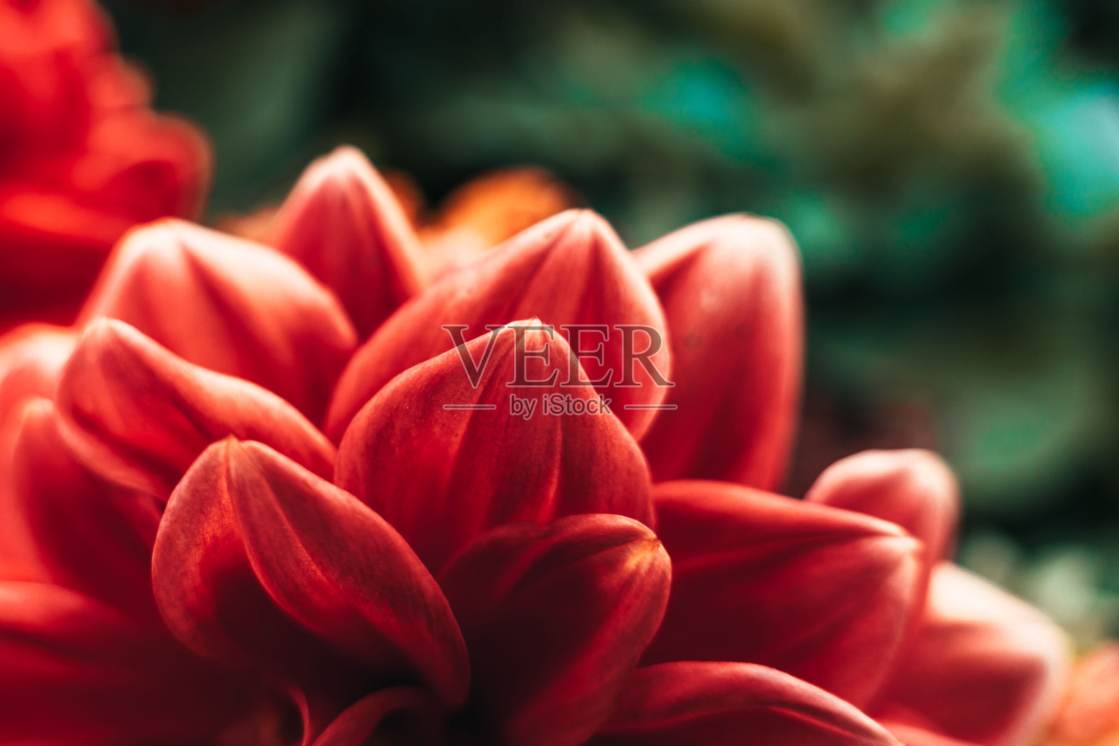 近距离拍摄的红色大丽花在花园里照片摄影图片