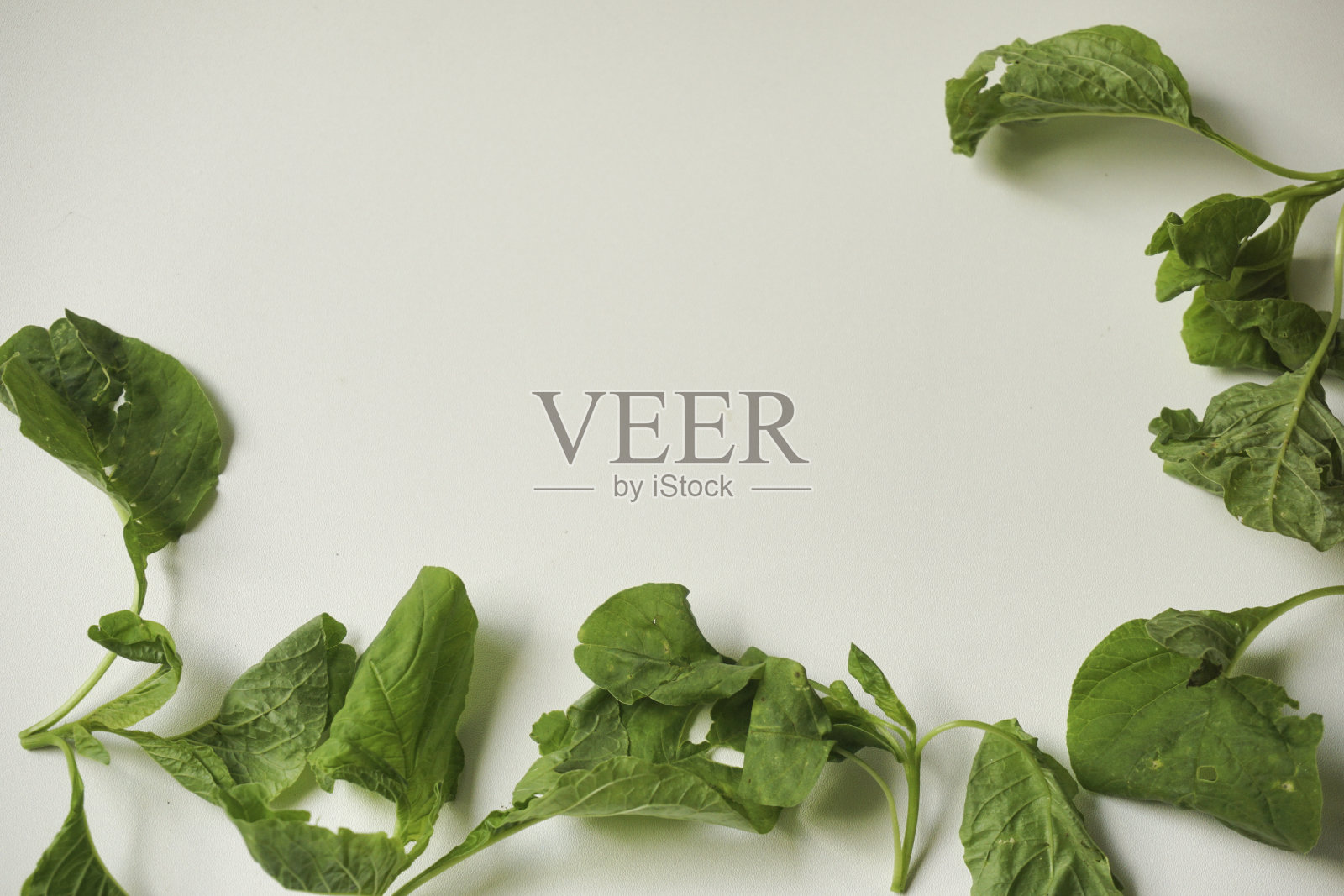 菠菜叶子照片摄影图片