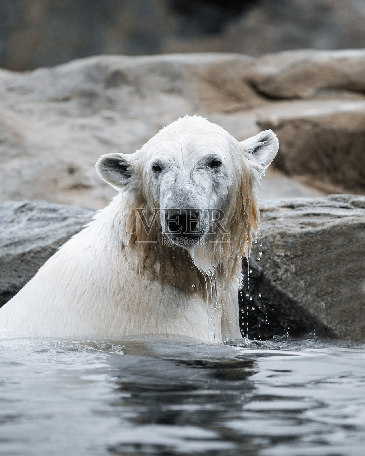 北极熊在岩石边游泳的特写镜头照片摄影图片
