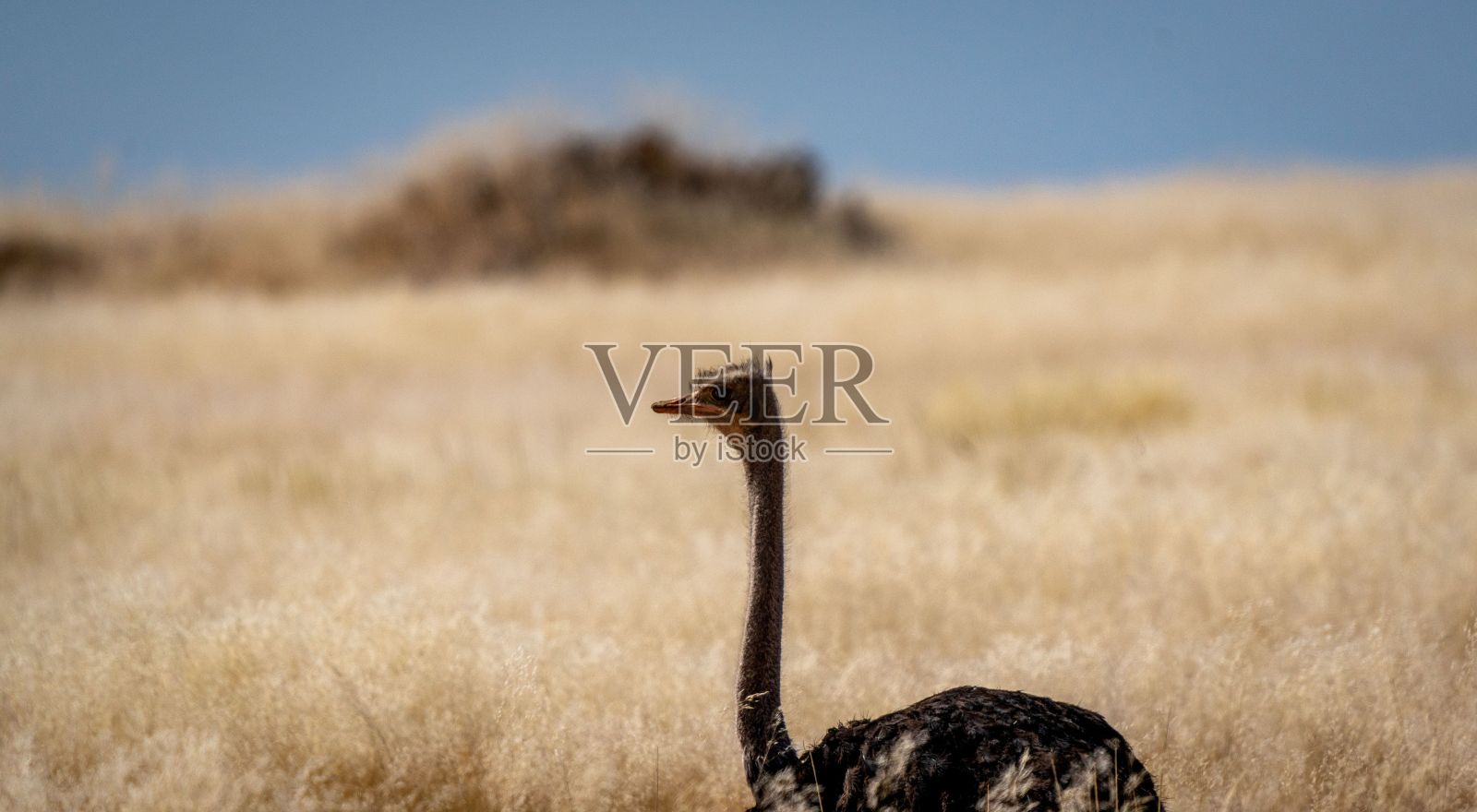 纳米比亚草地上的一只马赛鸵鸟特写照片摄影图片