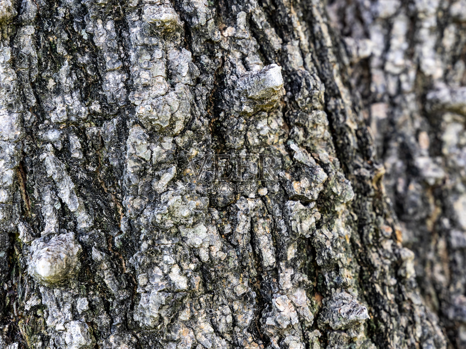 白天树皮纹理的特写镜头照片摄影图片