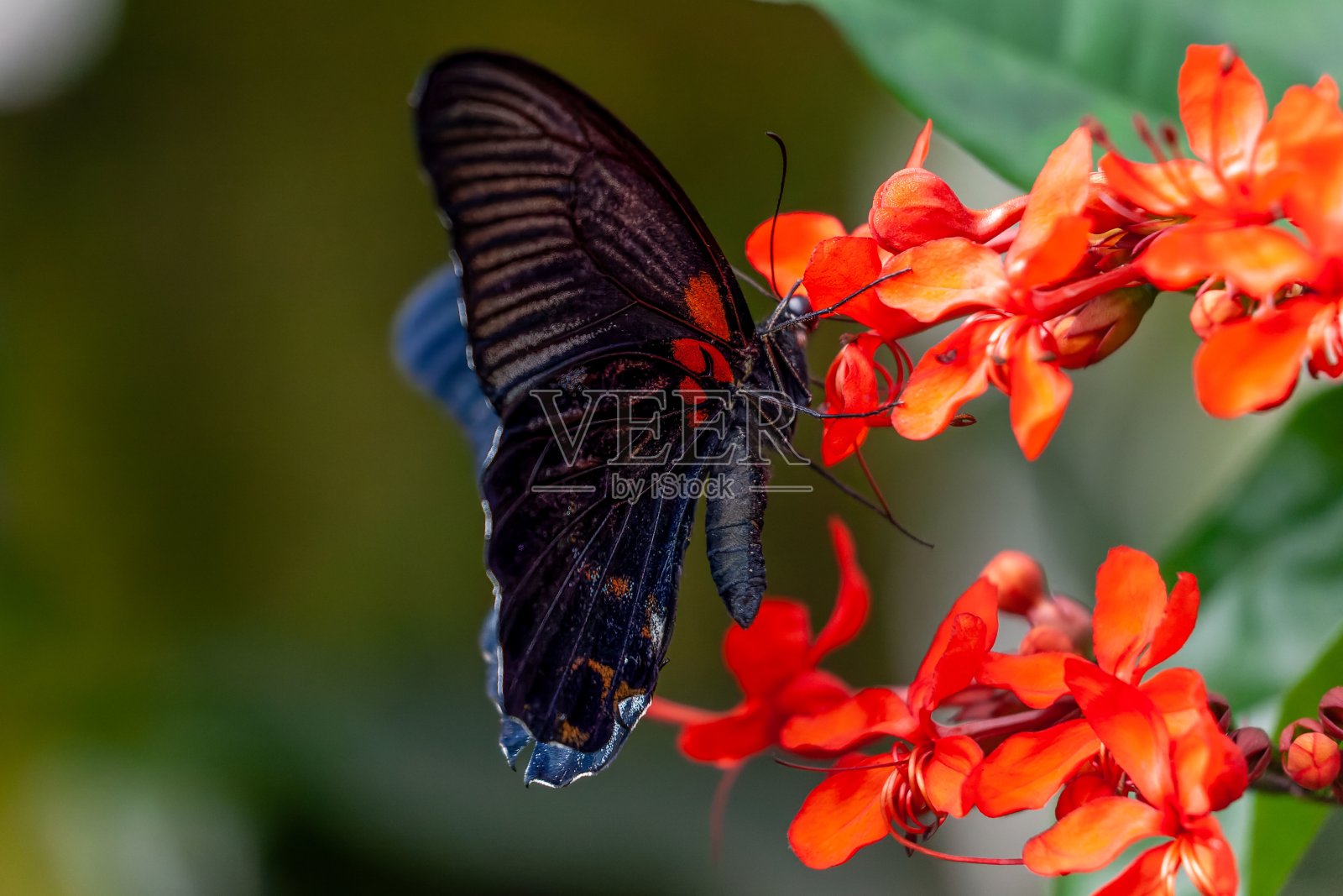 一个猩红的摩门教徒(Papilio rumanzovia)在Clerodendrum speciosissimum上的特写照片摄影图片