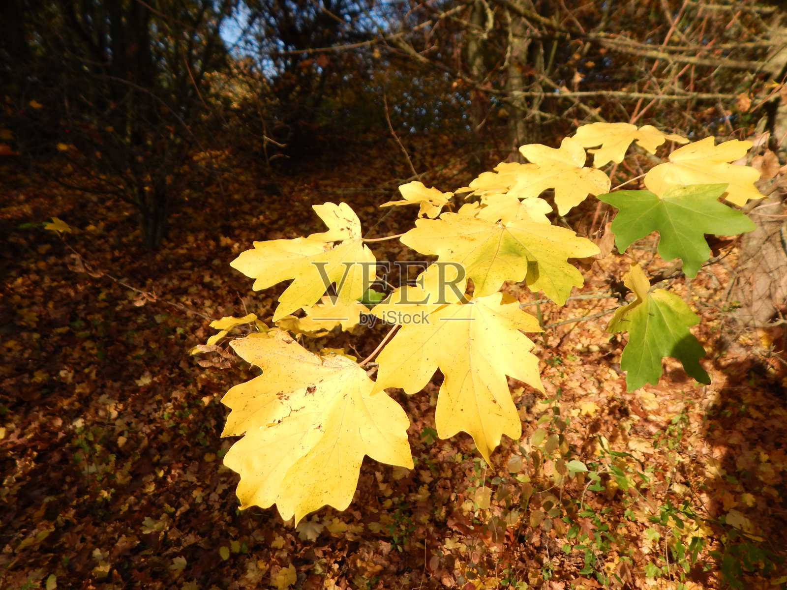 秋天在德国北部拍摄的自然照片照片摄影图片