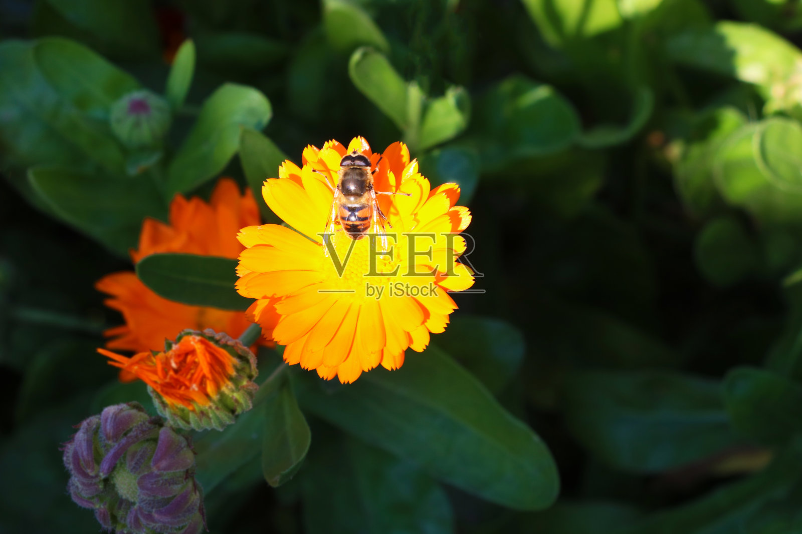 夏日花园里在黄色花朵上采蜜的蜜蜂照片摄影图片