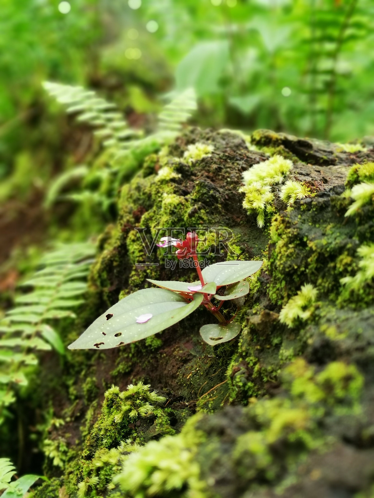 成长照片摄影图片