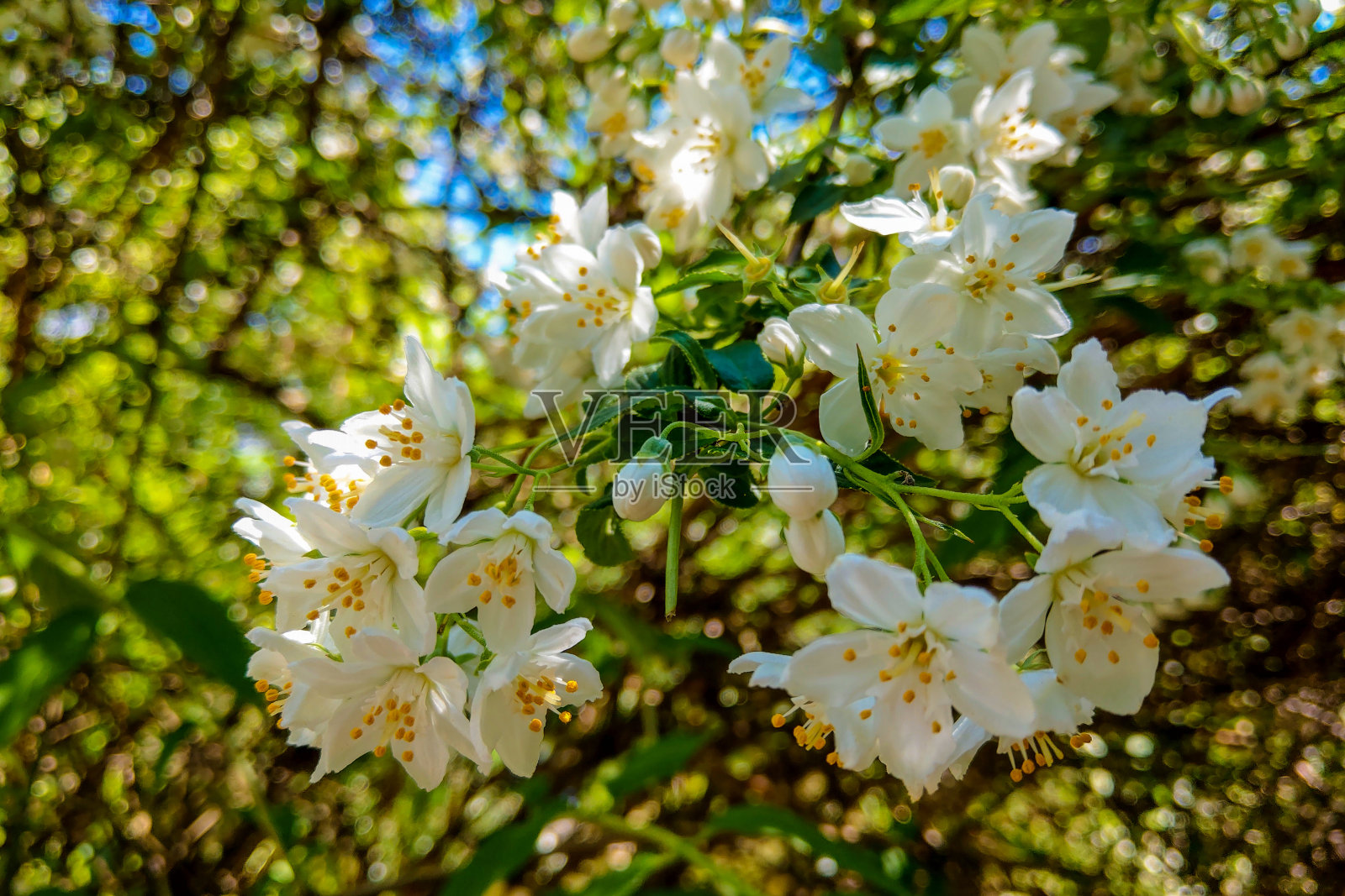 照片的开花树早午餐与白花散景绿色背景。照片摄影图片