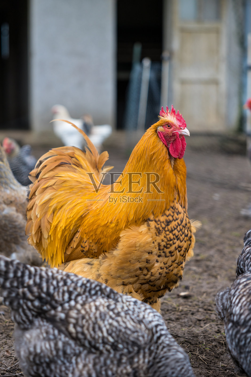 一只公鸡和其他母鸡在一个小谷仓院子里照片摄影图片