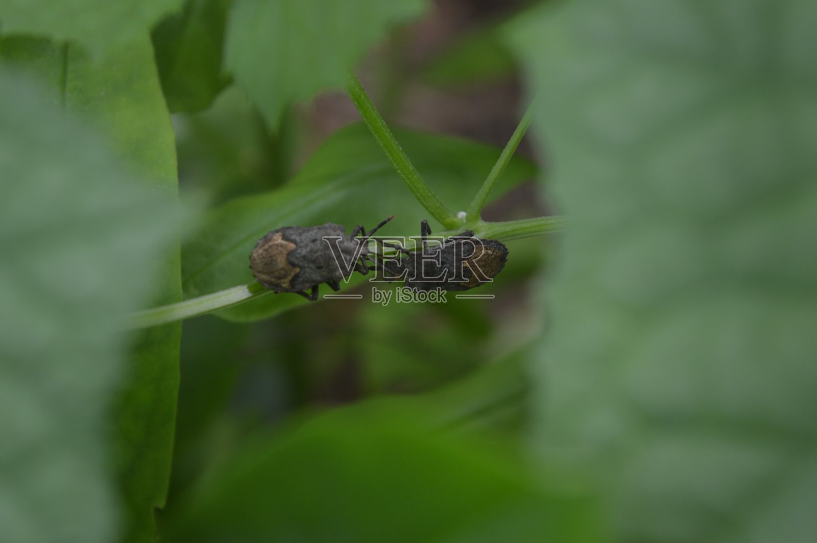 成对的昆虫照片摄影图片