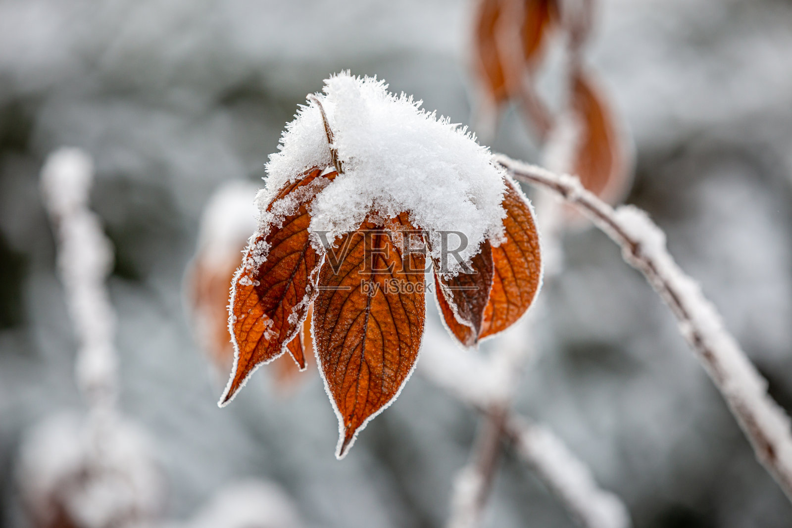 十二月的一天，大雪覆盖的树叶的特写照片摄影图片