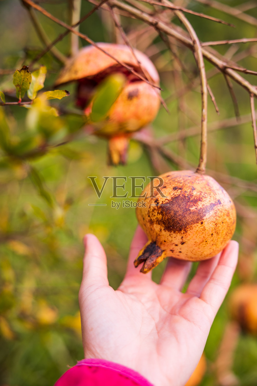 手握石榴树，绿色背景。照片摄影图片