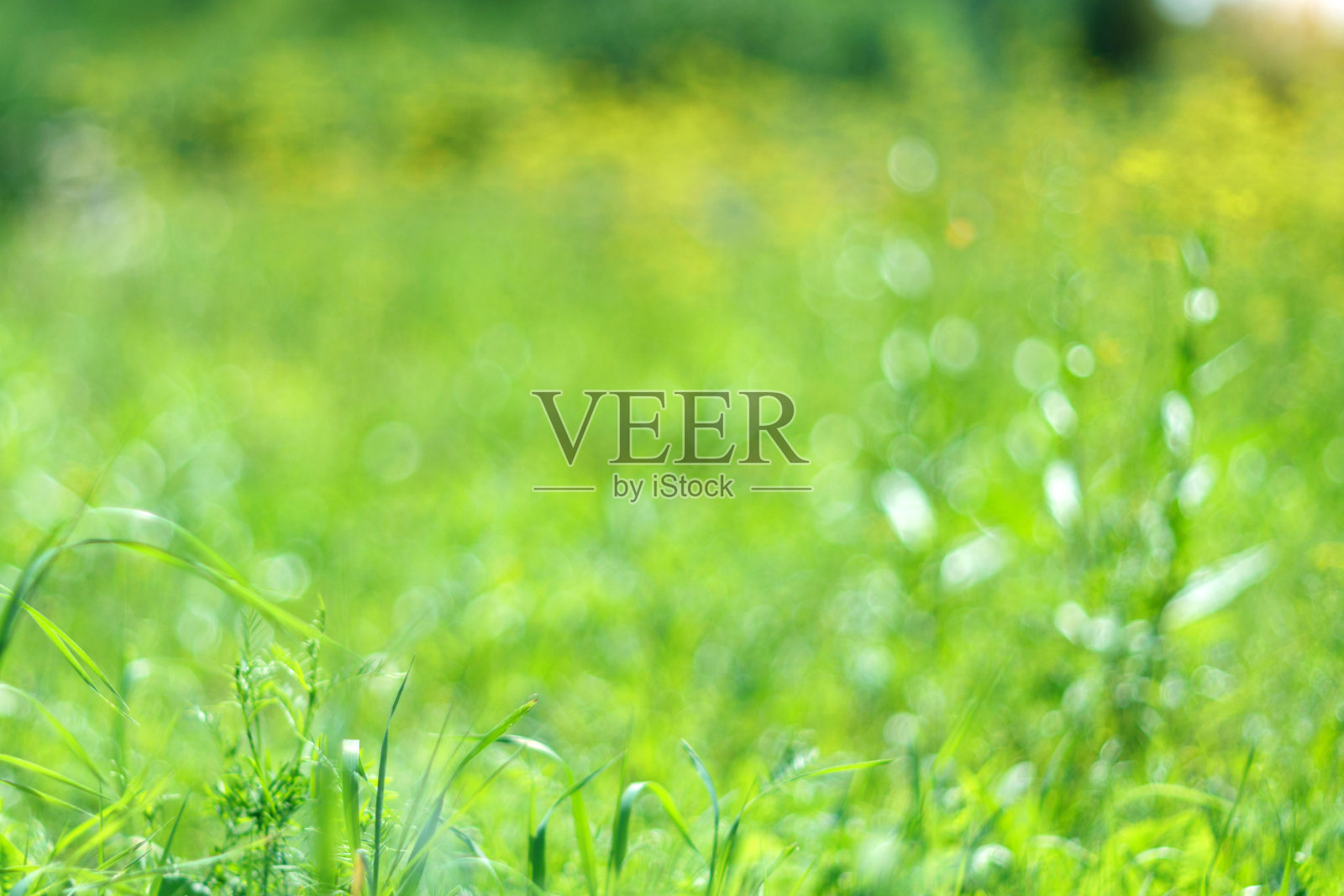 色彩缤纷的夏天，春天的散景背景。抽象柔软的绿色纹理。绿色的颜色。有选择性的重点照片摄影图片