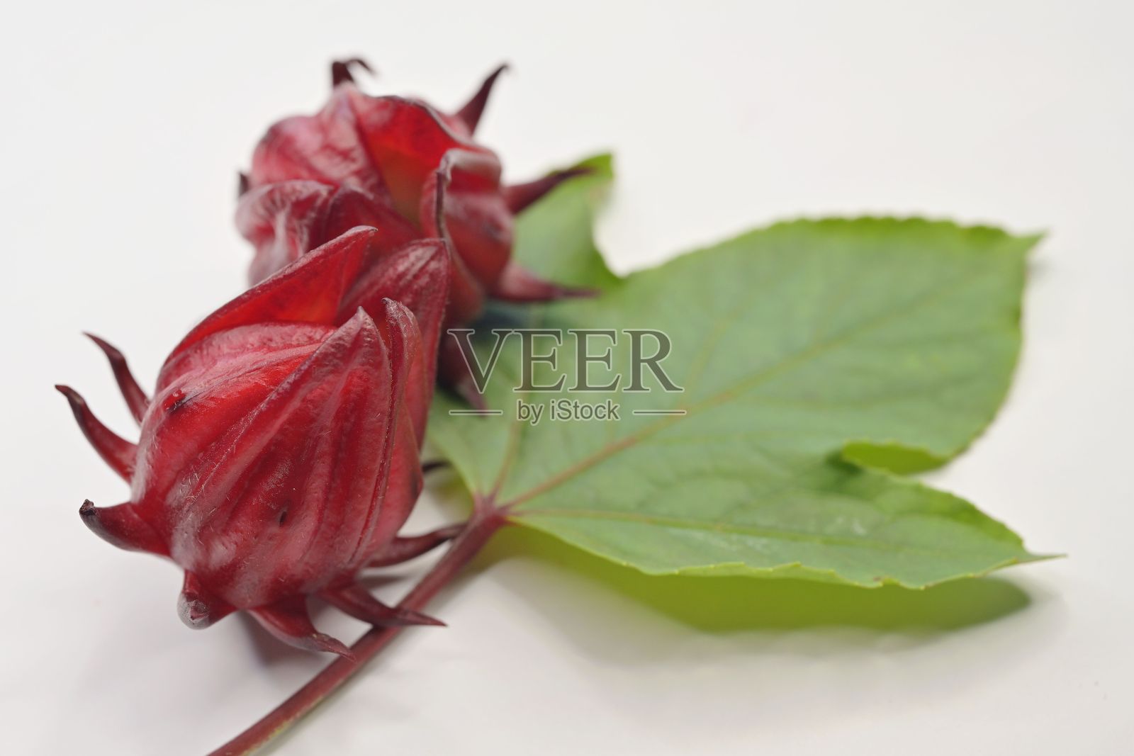 特写的花萼的玫瑰植物和散焦叶在白色背景照片摄影图片