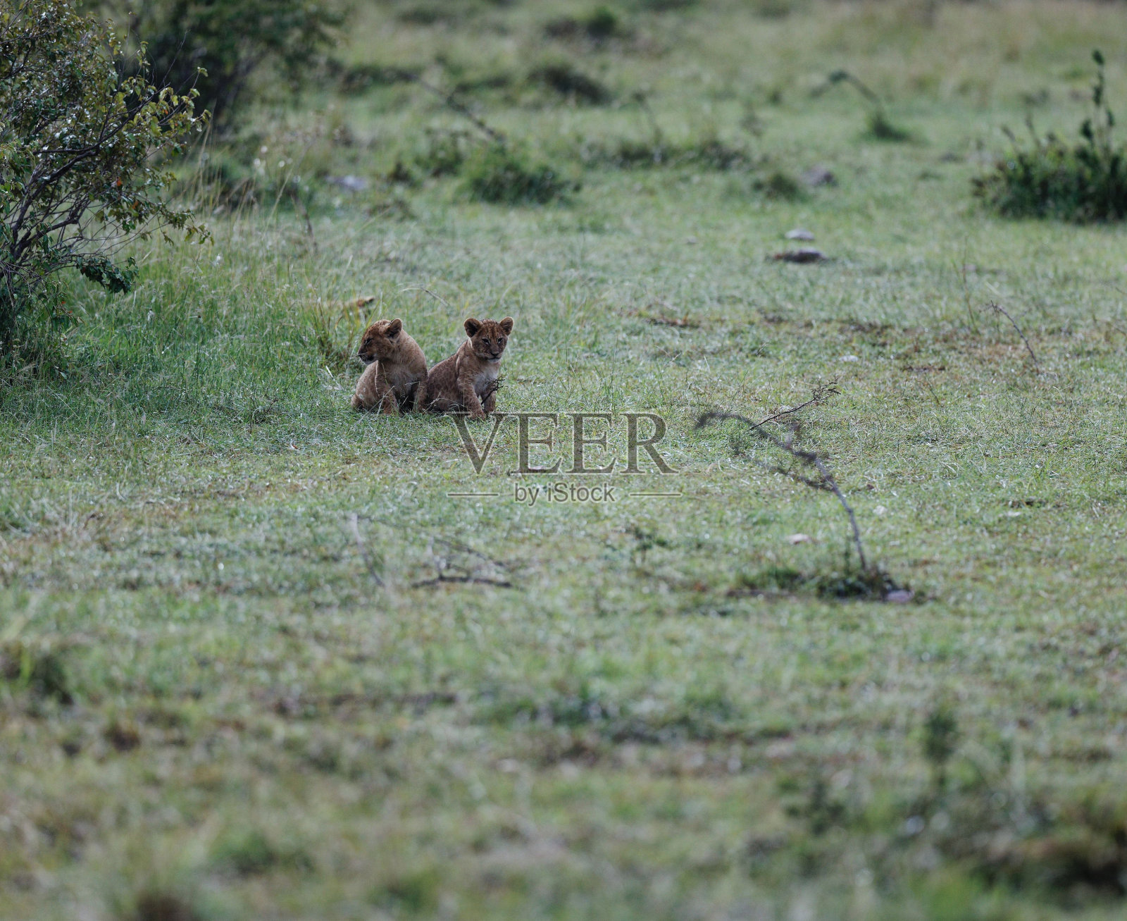 托皮狮群的狮子幼崽在肯尼亚马赛马拉放松照片摄影图片