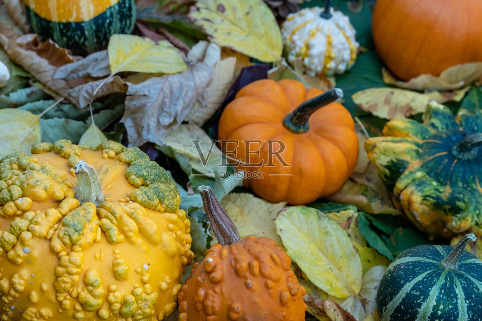 橙色南瓜在花园里生长的特写镜头照片摄影图片