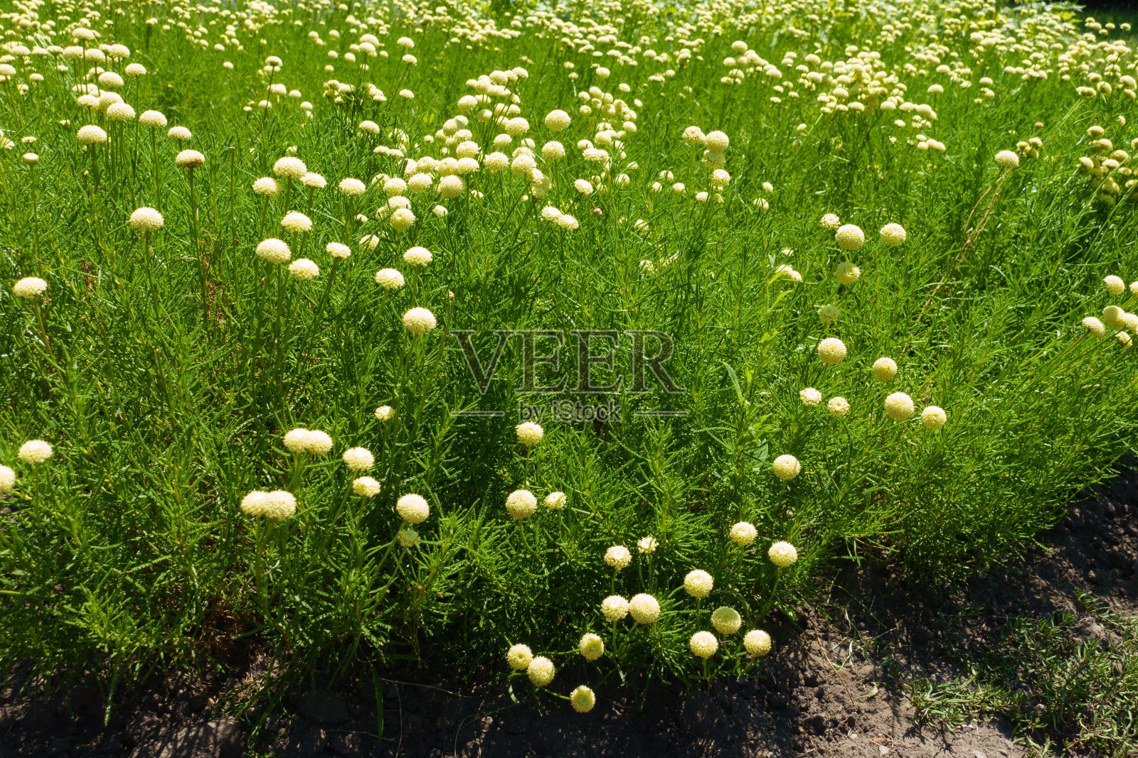 六月，圣托利纳青翠花盛开照片摄影图片