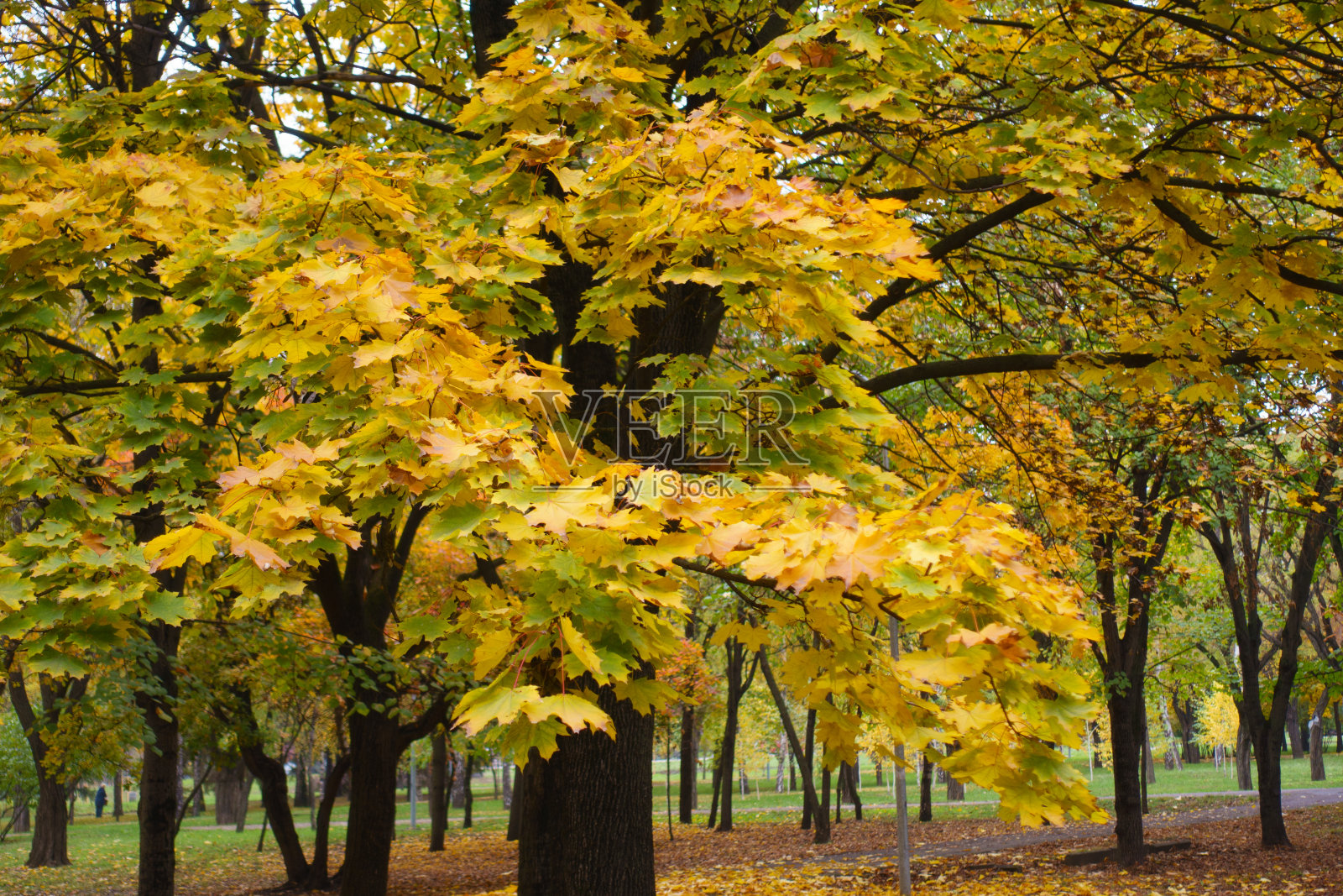 枫树在十一月五颜六色的秋天树叶照片摄影图片