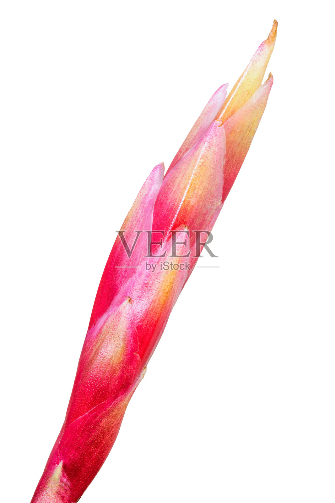 孤立的蒂兰花盛开照片摄影图片