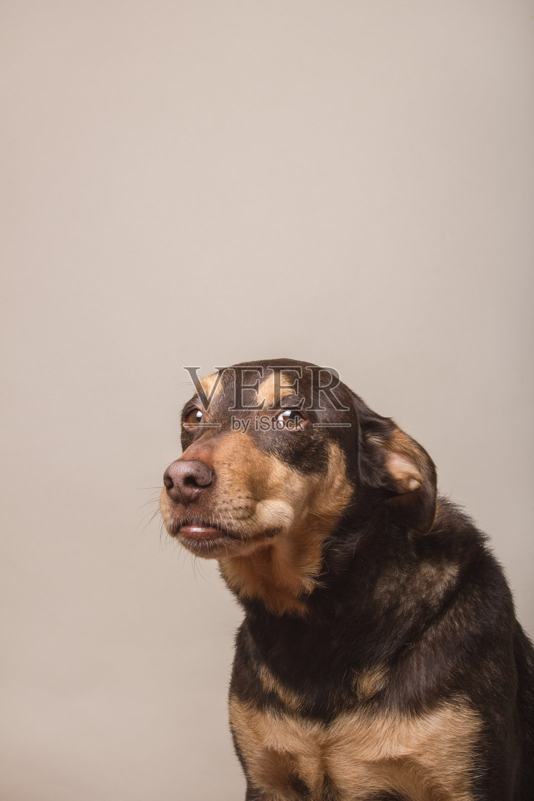 狗狗看着相机照片摄影图片