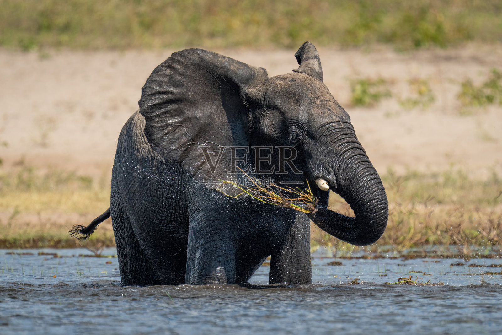 非洲大象站在水里洗草照片摄影图片